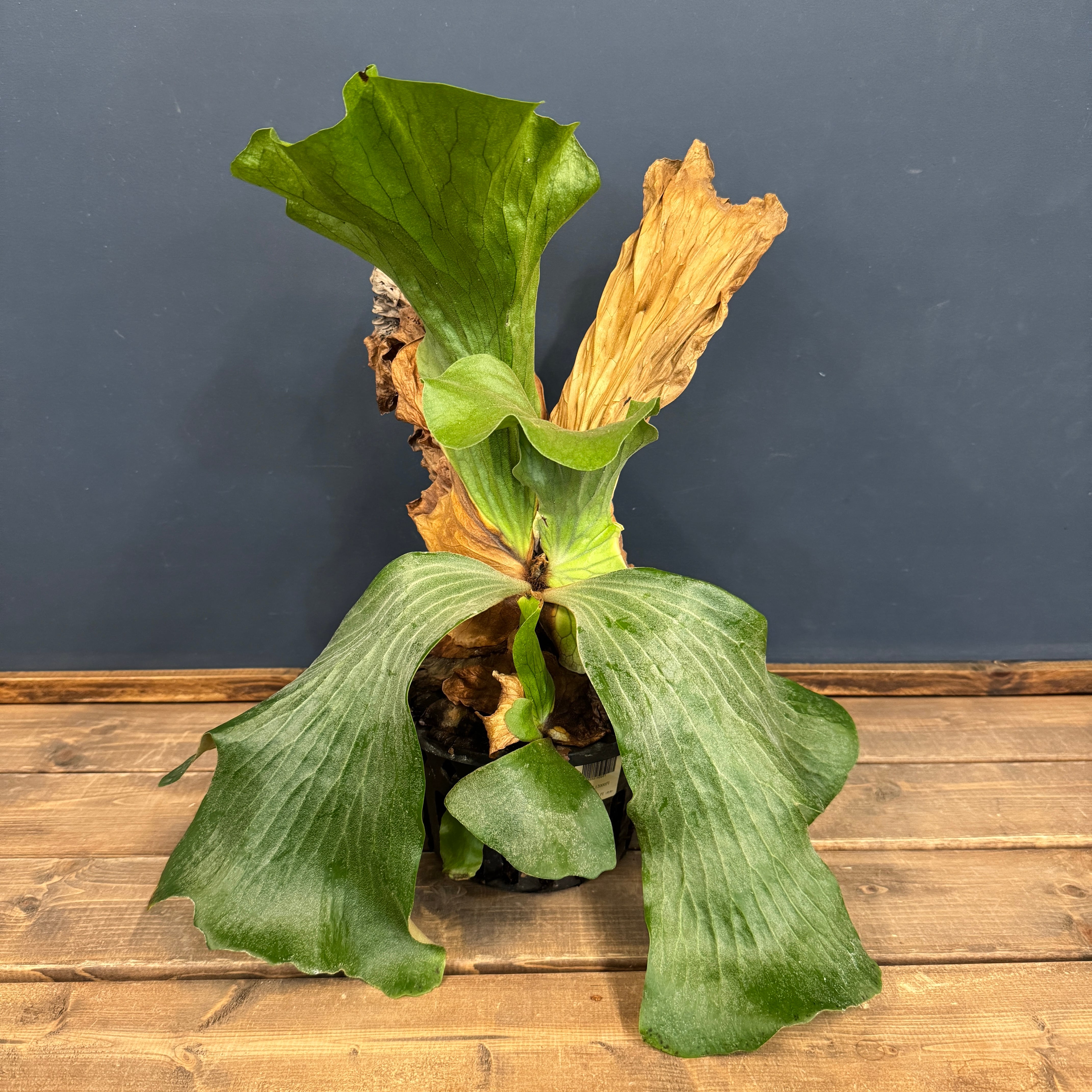 ビカクシダ Neptune【397】 | PROTOLEAF プロトリーフ