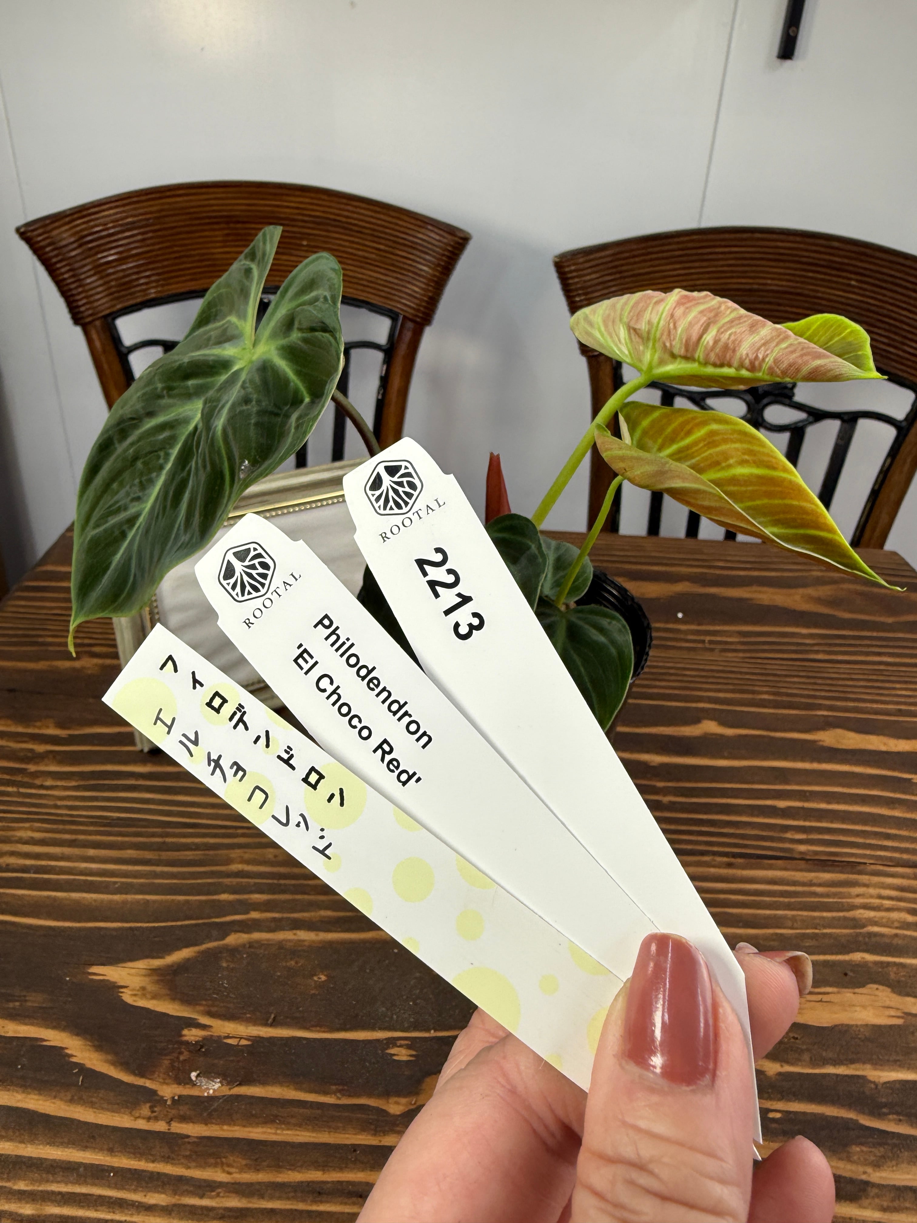 ★2213 フィロデンドロン エルチョコレッド(3.5号ポット)