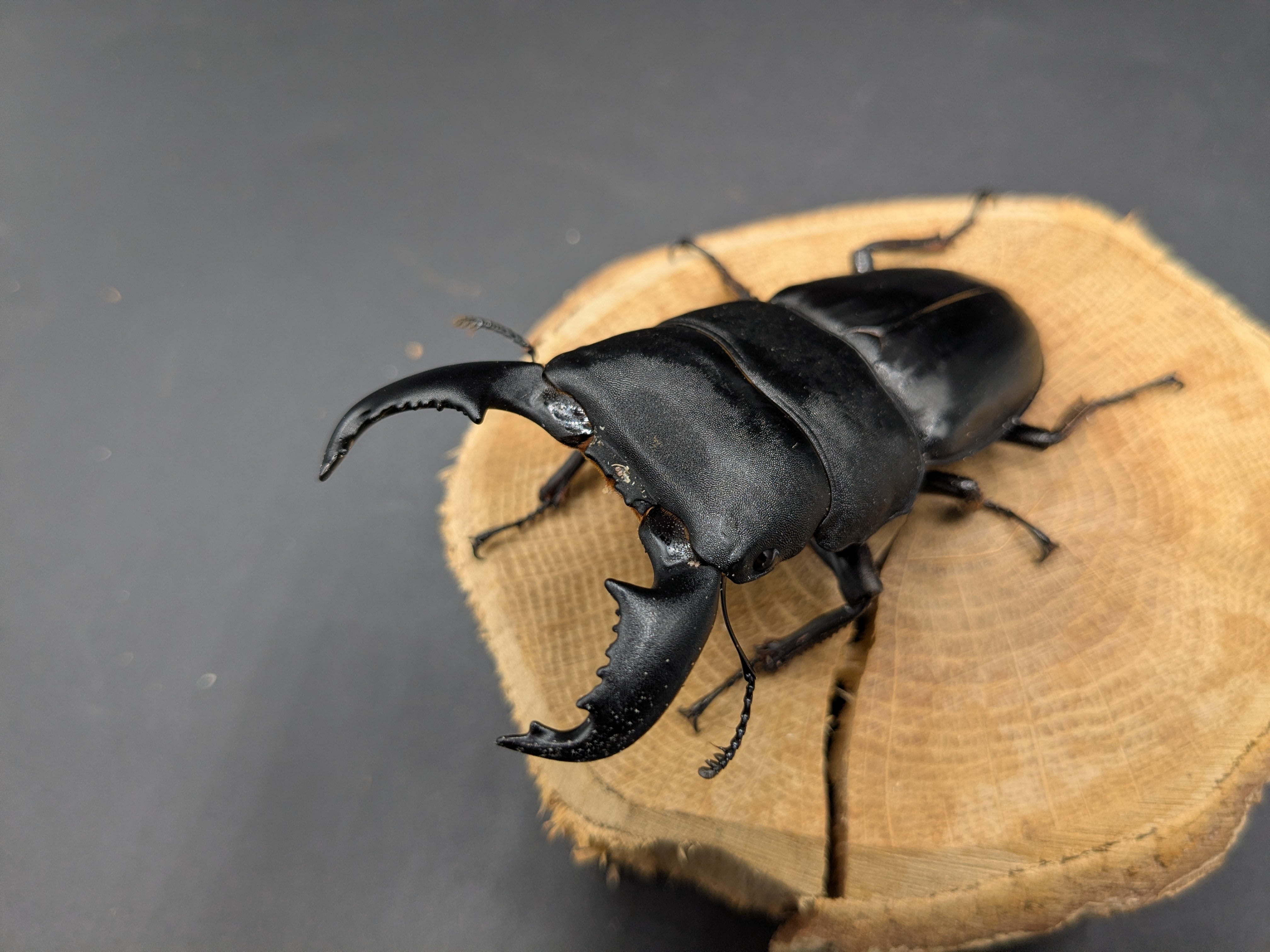 WDスマトラヒラタ パダン産 ♂80mm♀48mm