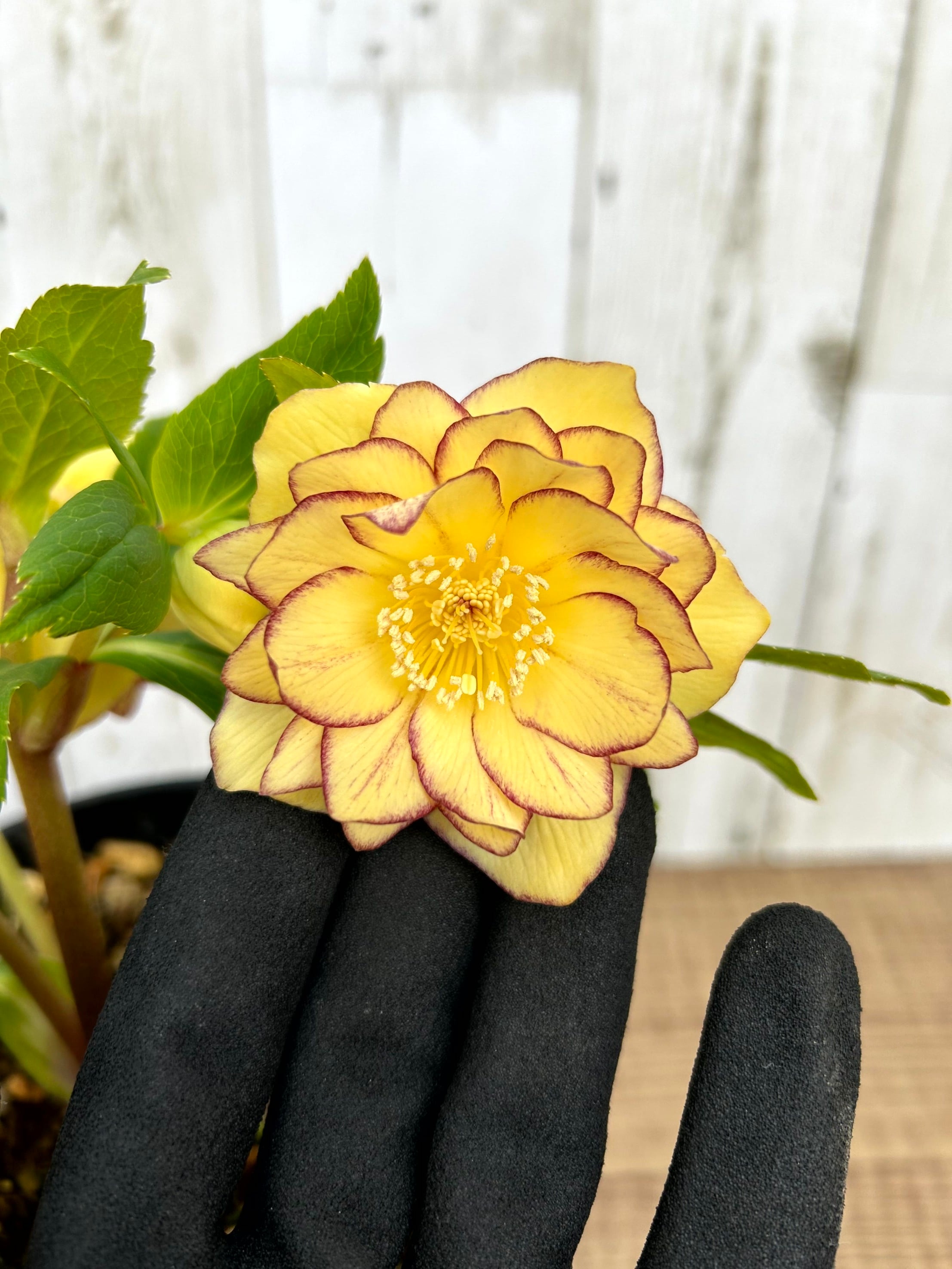 ALL ITEM | フラワーガーデン泉 オンラインショップ