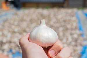 Aランク 2Lサイズ1kg（ 8-10玉/kg）『シン・にんにく』　