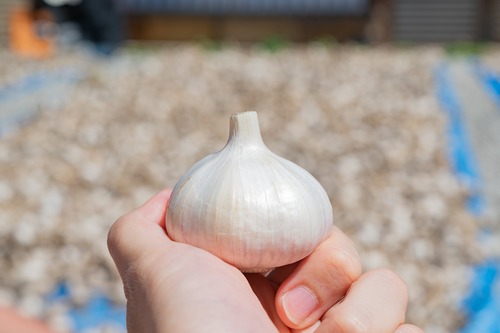 Aランク 2Lサイズ1kg（ 8-10玉/kg）『シン・にんにく』　