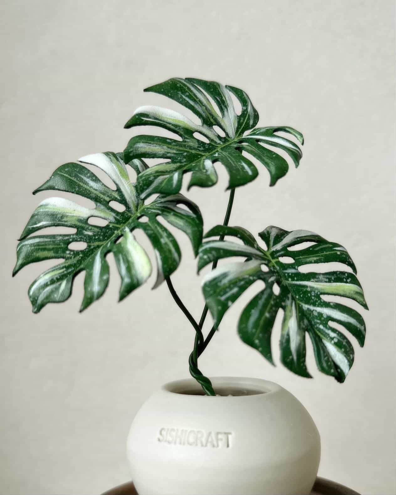 予約販売> Monstera deliciosa variegated｜Leather Botanical