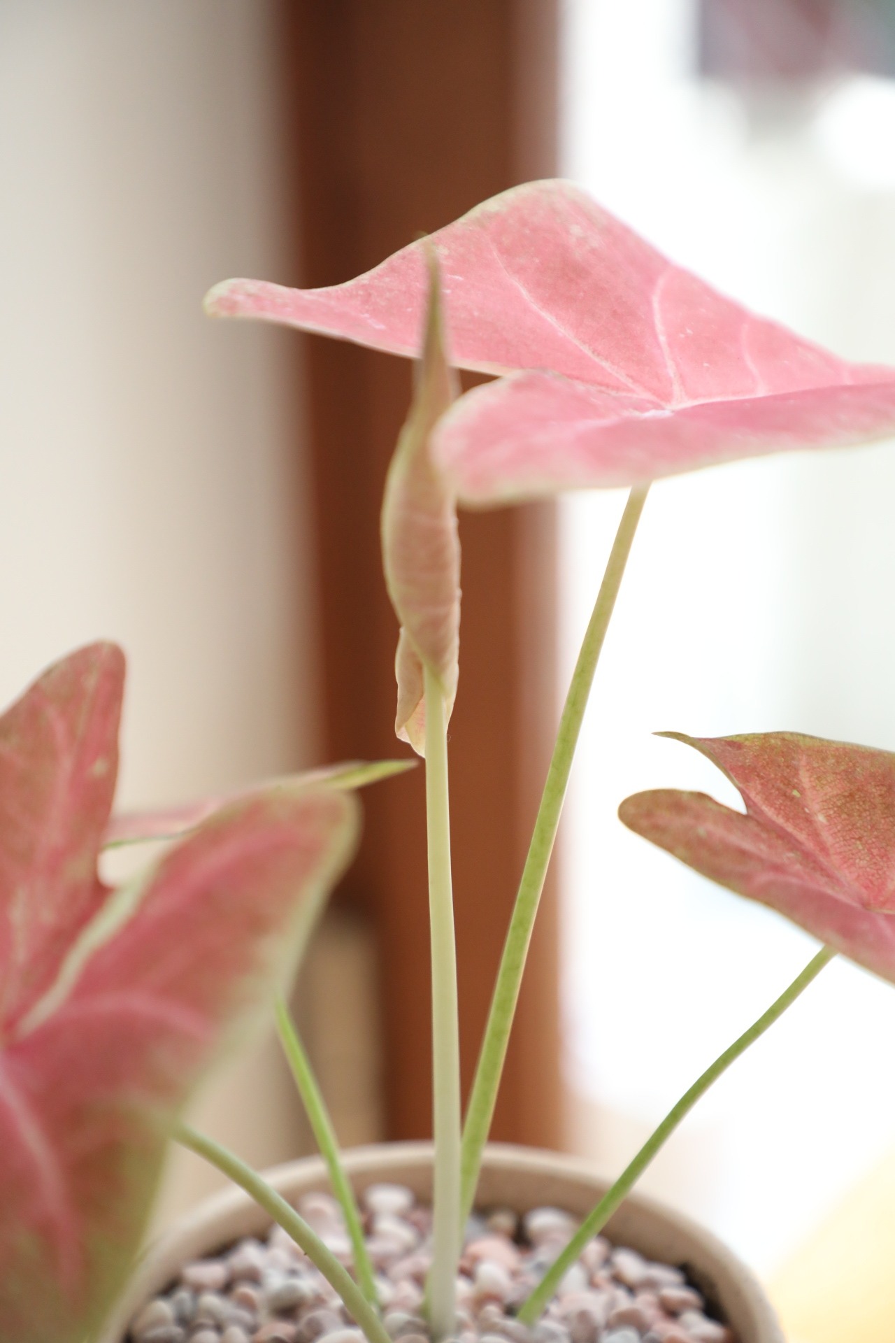 【S】カラジウム ピーチブロッサム フェアリー/Caladium