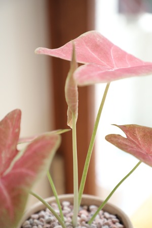 【S】カラジウム ピーチブロッサム フェアリー/Caladium