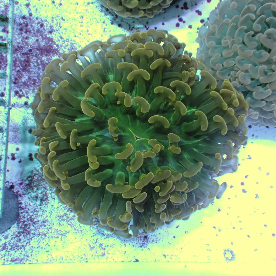 ナガレハナサンゴ / Hammer | HOUSE REEF(ハウスリーフ)サンゴ・海水魚