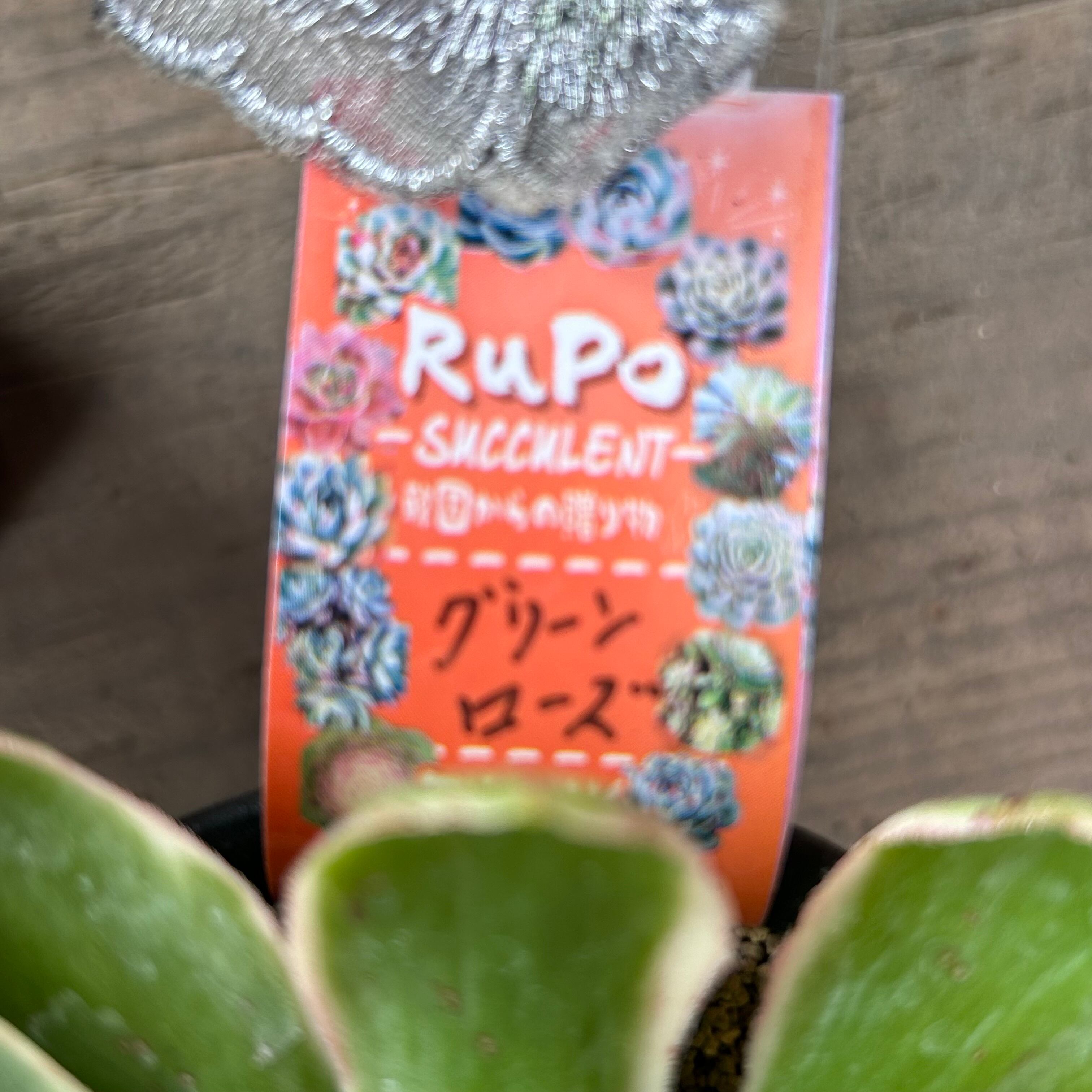 グリーンローズ アエオニウム | RuPo 多肉植物専門店