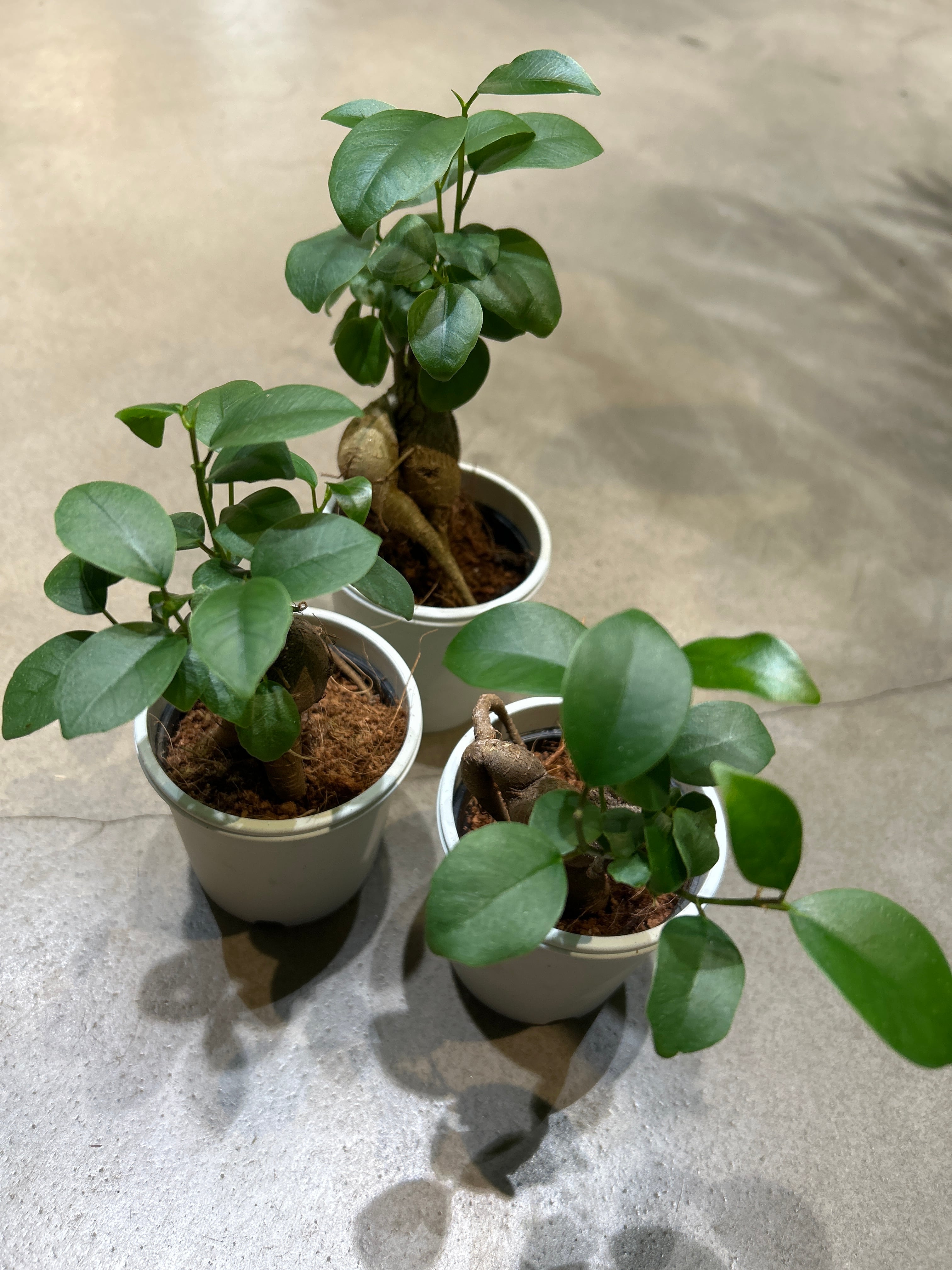 モンステラ スケルトン 6号鉢 | MIDORIYA 観葉植物専門店