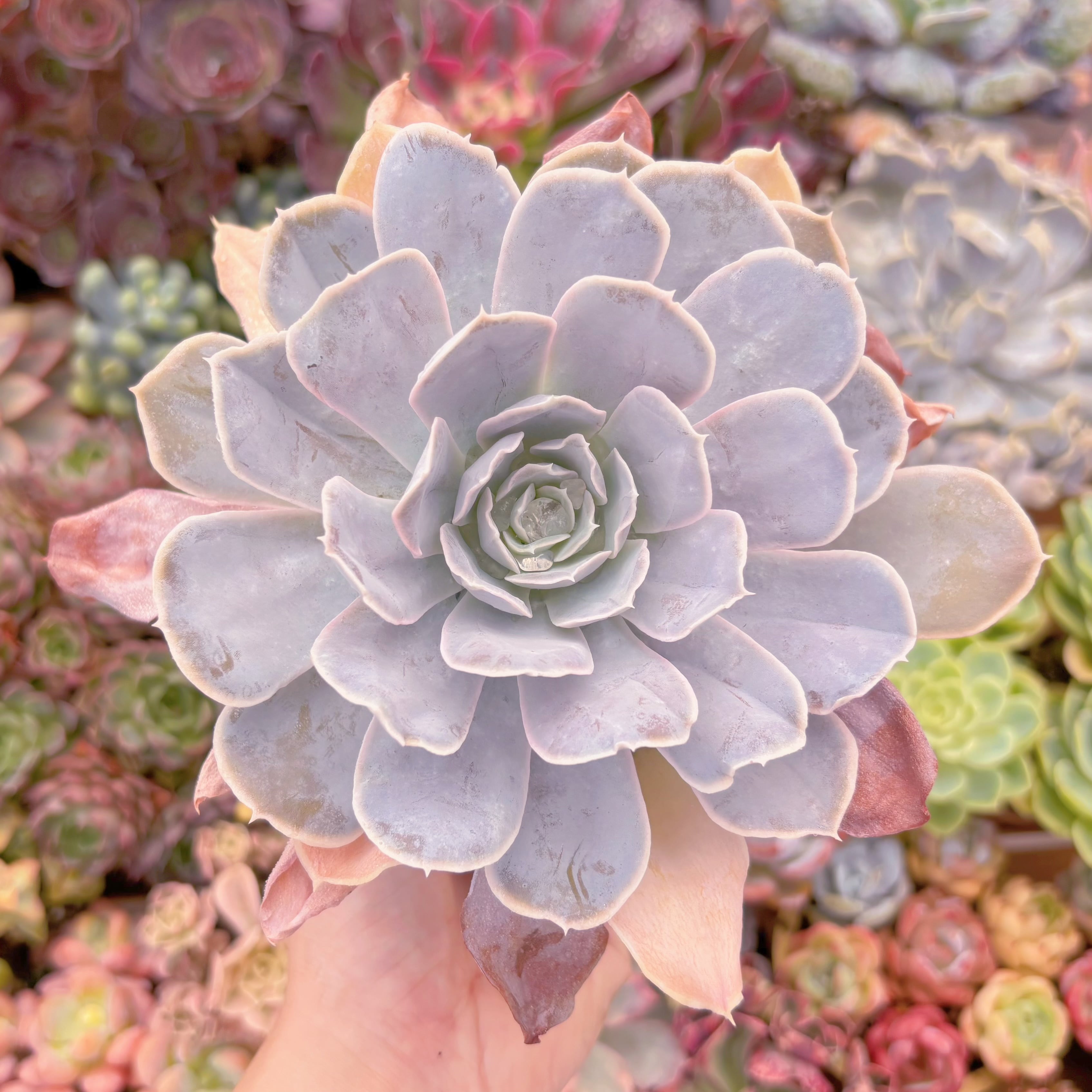 現品　ルンヨニー サンカルロス#F005　大苗　るる農園