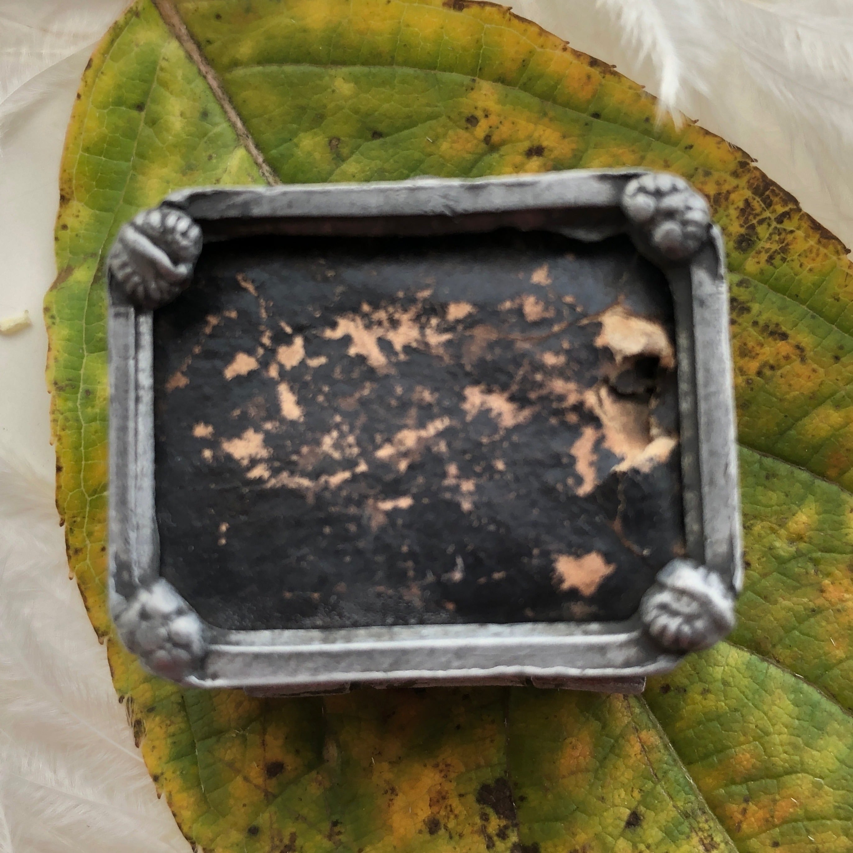 ブローチ羽虫の小さな標本 | メルキュール骨董店