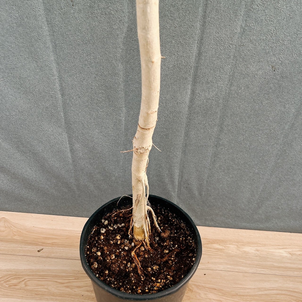 現品］20番 フィカス ウンベラータ 8号 観葉植物 室内 ゴムの木 人気