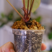 Anthurium. SKG Pink Lemonade × A.Zara Michelle⑤ / アンスリウム ピンクレモネード × ザラ ミシェル