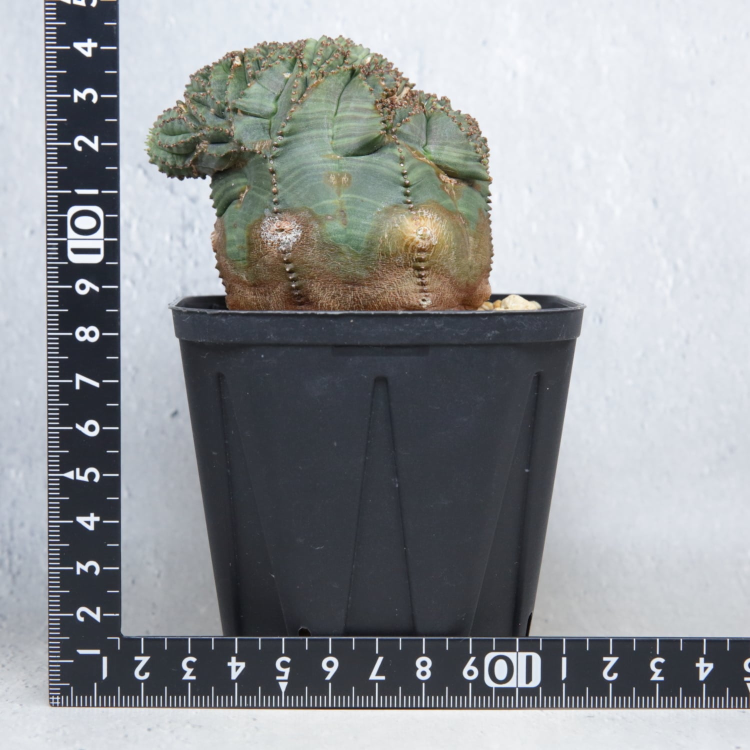 厳選株】最大幅約7.77cm 円扇綴化 ダブルヘッド オベサ