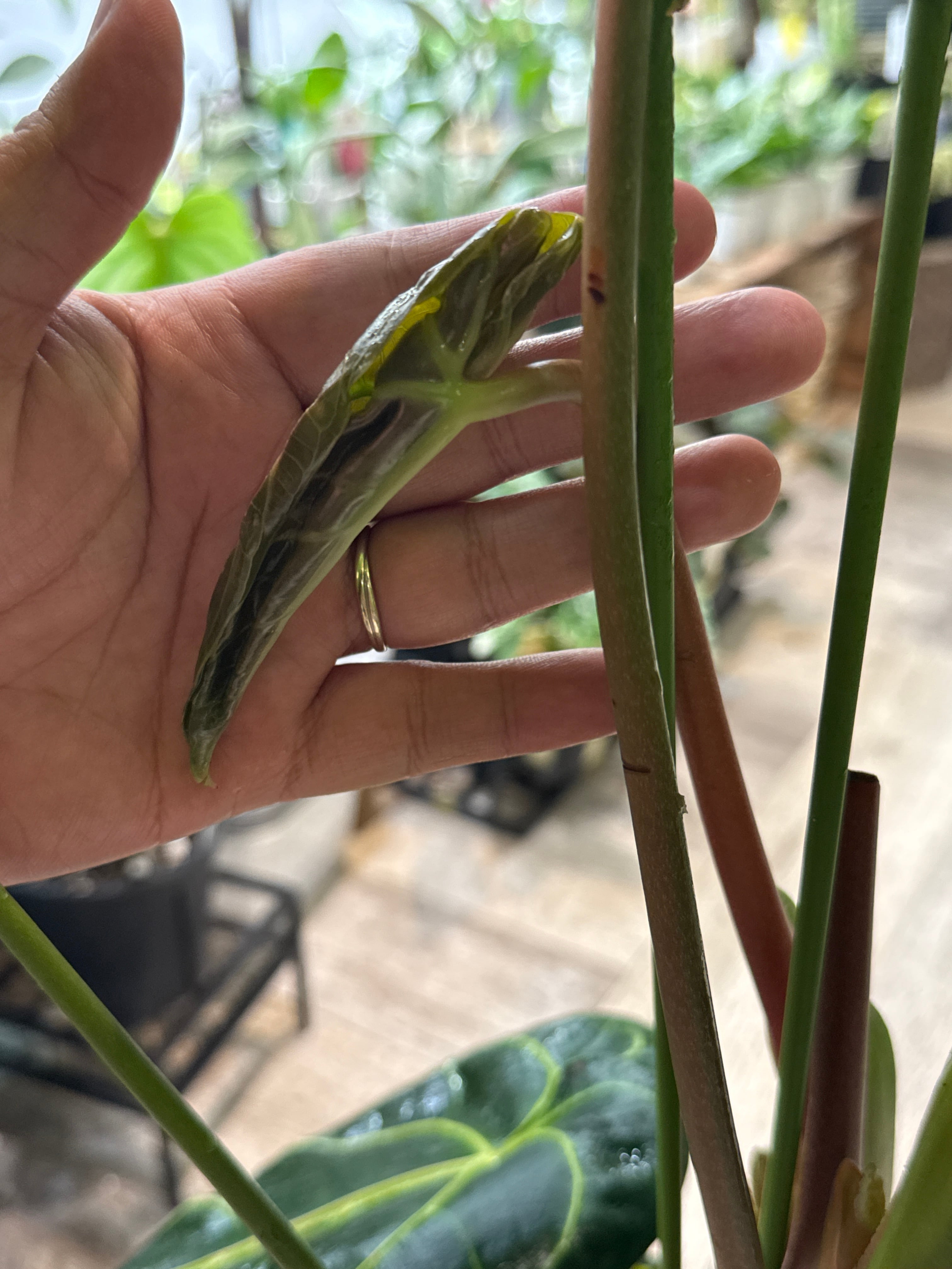 特大 送料無料 アンスリウム レガレ | Gardenえん 【観葉熱帯植物】