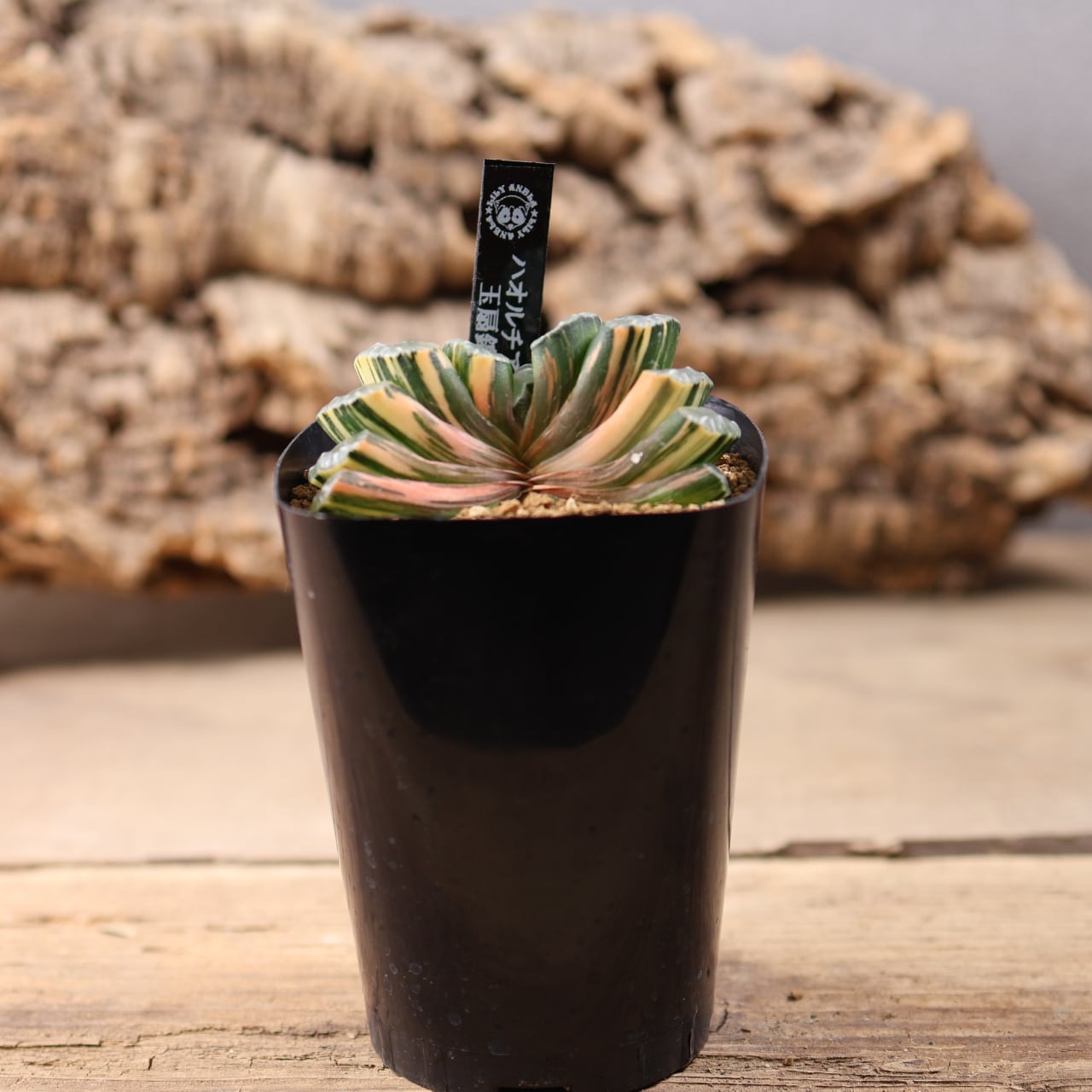 721『ハオルチア 玉扇錦』観葉植物【送料無料】 | MARX PLANTS | 観葉