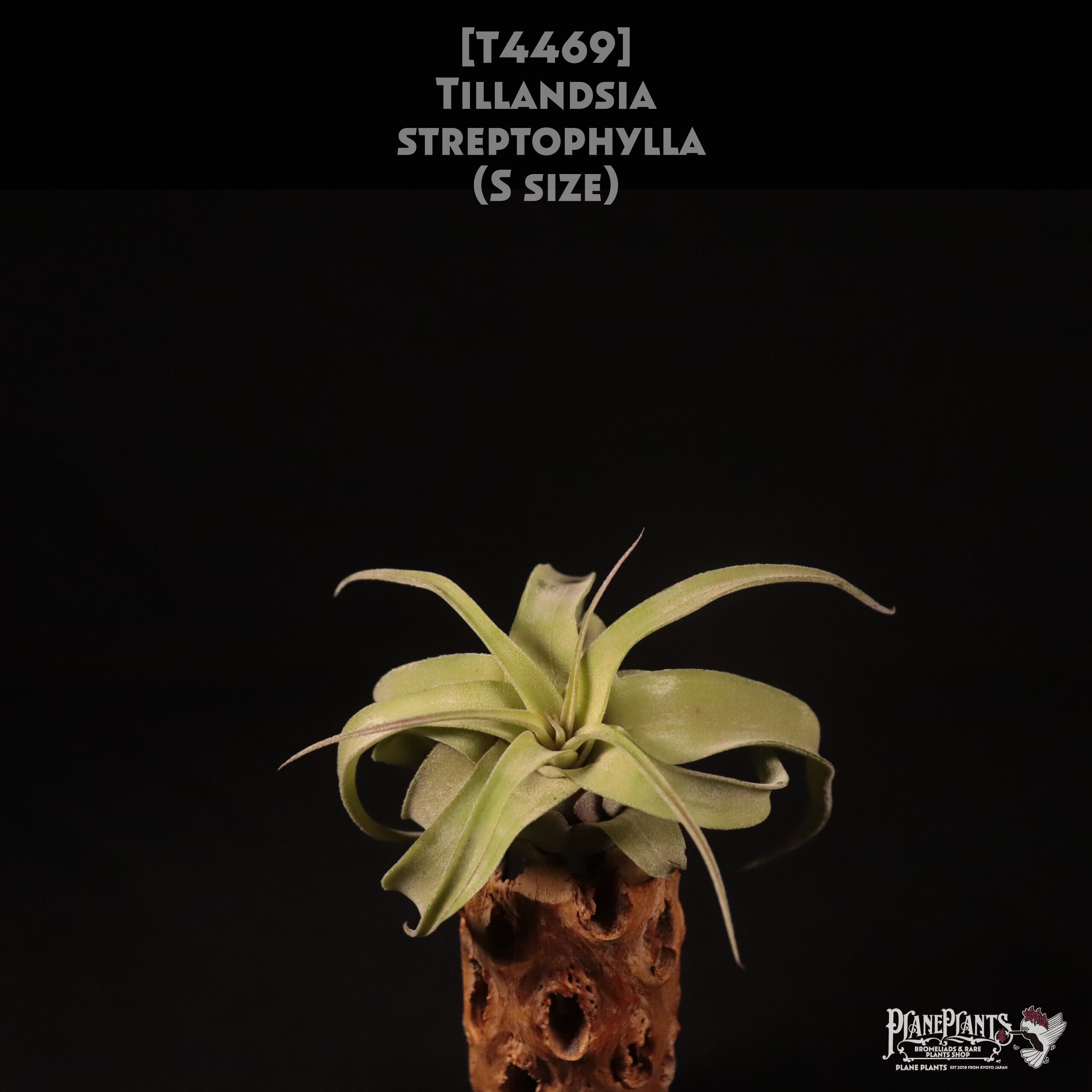 【送料無料】streptophylla S〔エアプランツ〕現品発送T4469