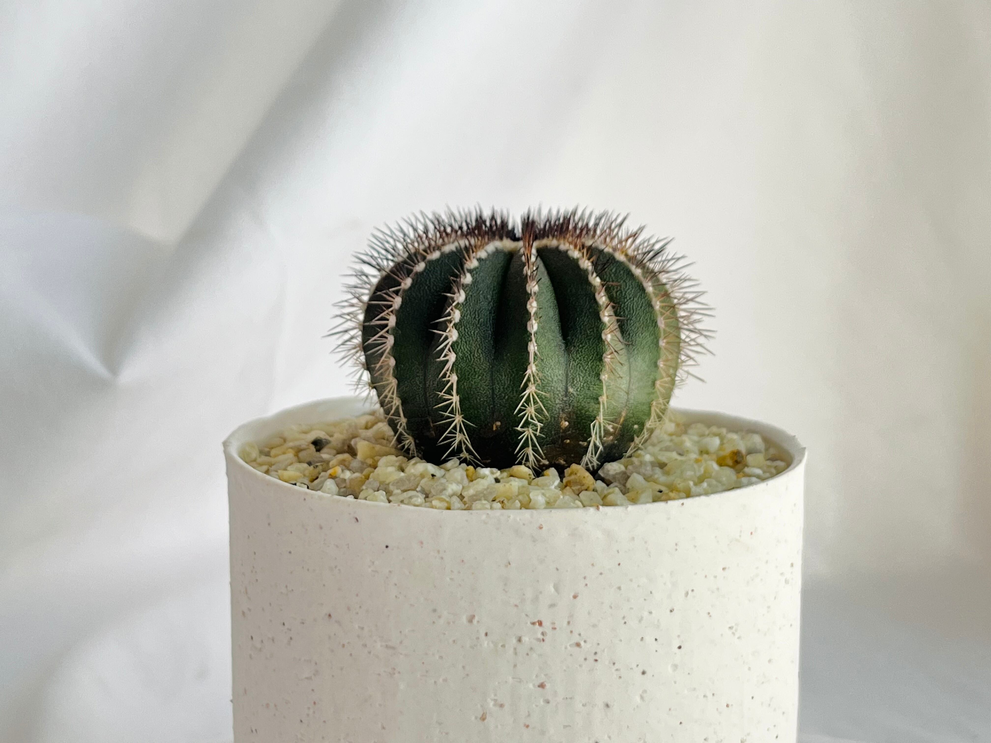 ペクチニフェラ実生　2鉢 ペクチニフェラ実生 2鉢 ユーベルマニア ペクチニフェラ 【 実生