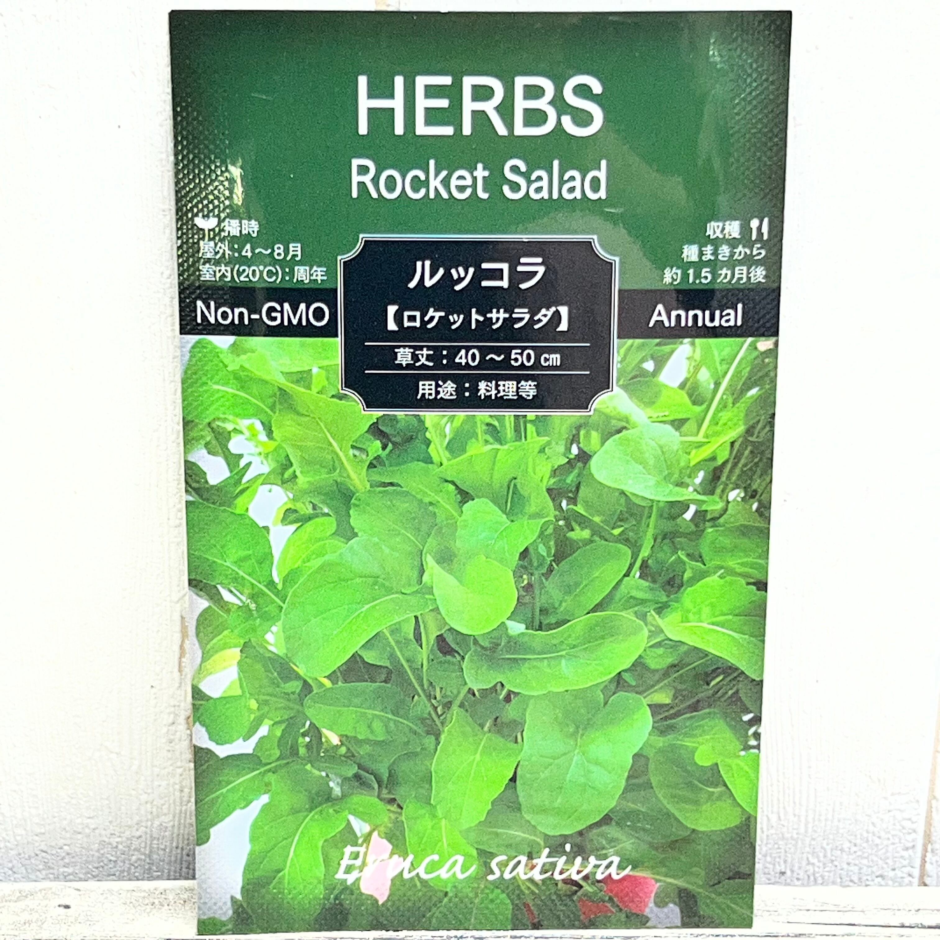 厳選樹形 幹太め ユーカリ ポポラス | PLANTS SHOP OLIVE