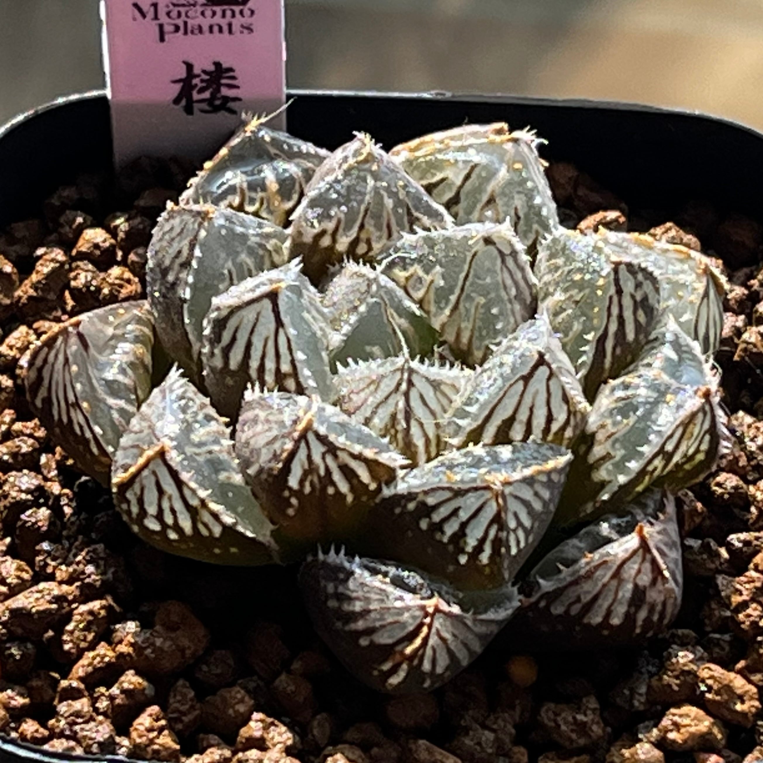 ハオルチア B型コンプトミュータント錦 | mocono_plants