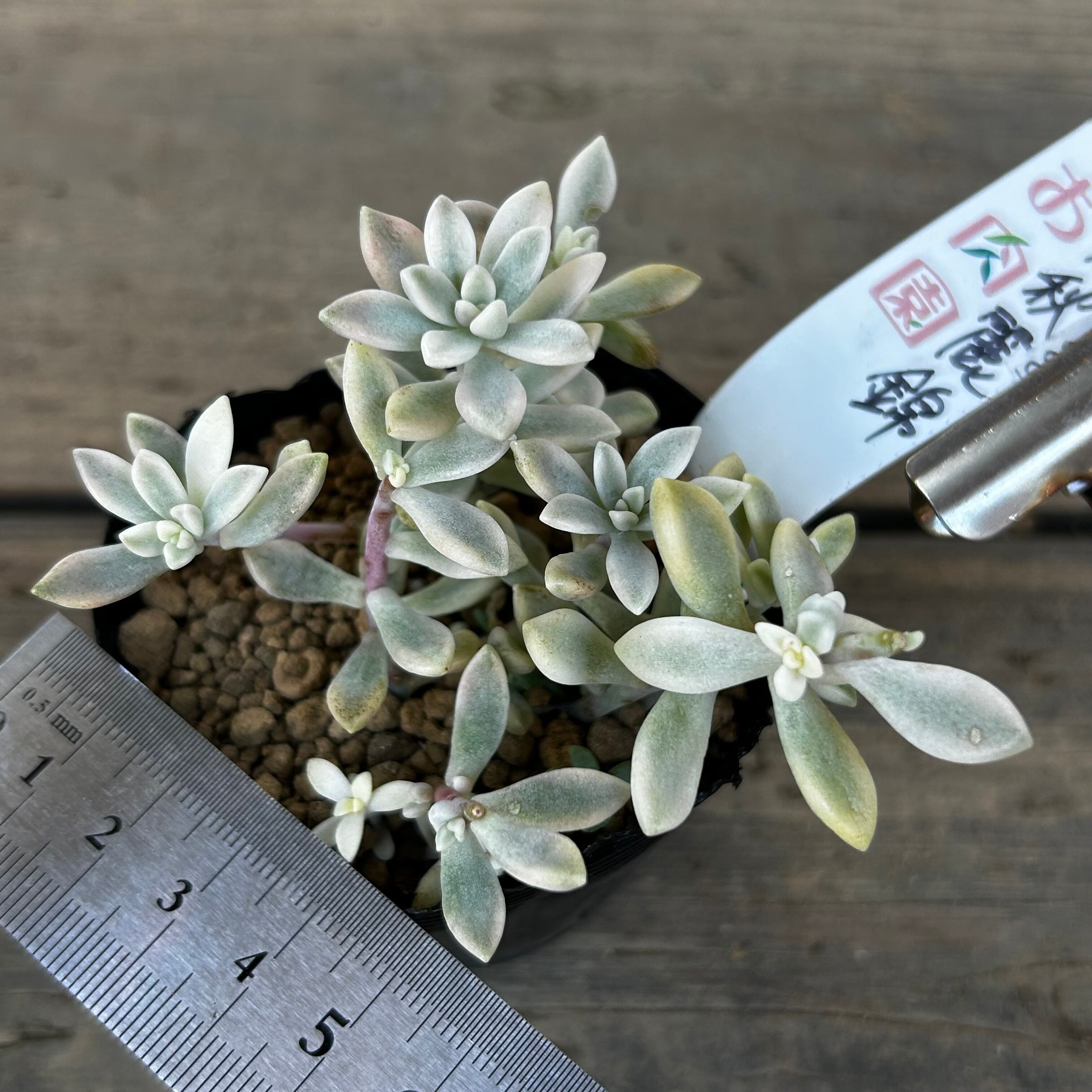 姫秋麗錦 | RuPo 多肉植物専門店