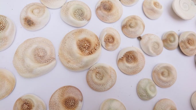 サザエの蓋15個入り 答志島の島の旅社 シーグラス 貝 アクセサリー