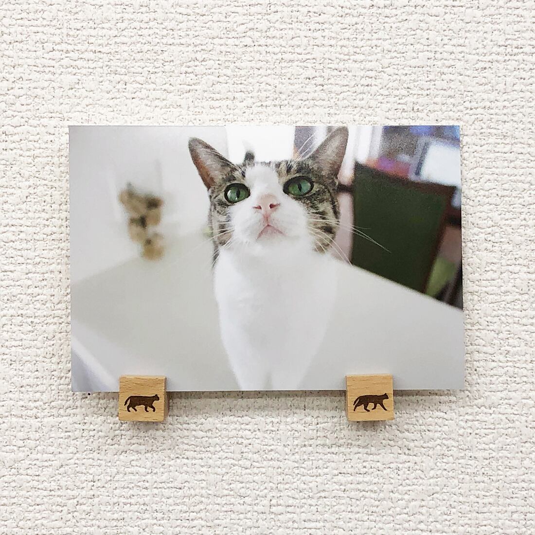 猫 ポストカード The Cat who....なまいきジェリー 10x14.8センチ(cm)官製はがきサイズ 猫写真 はがき ねこ葉書 ネコハガキ Postcard