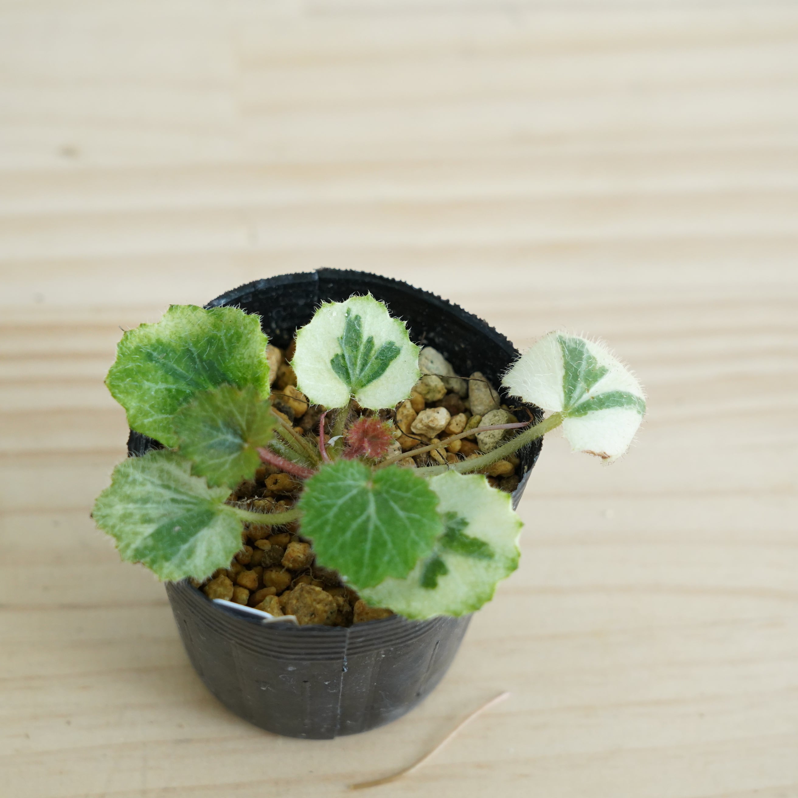 斑入りユキノシタ「七変化」 苔テラリウム作製用素材◇Lカップ | 苔