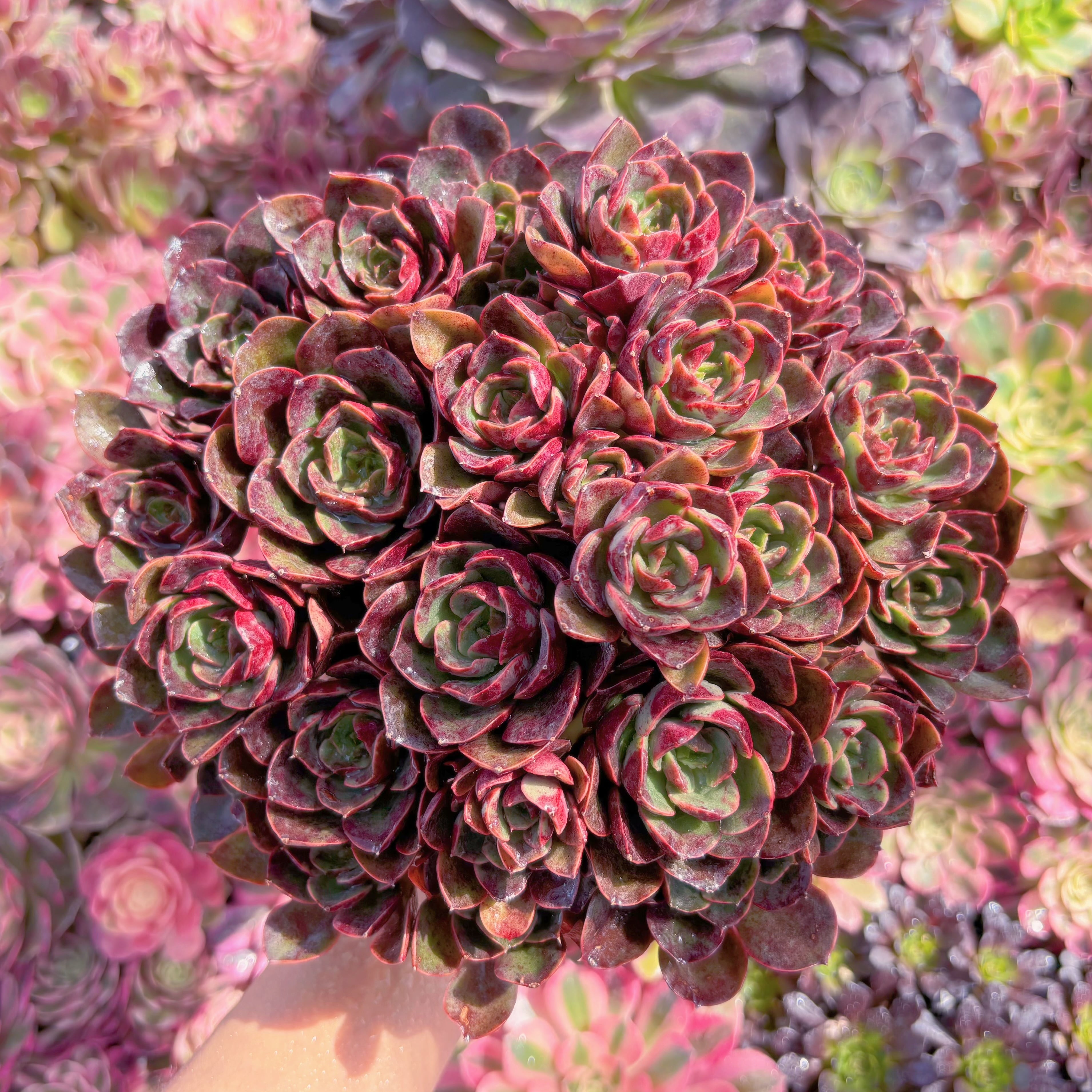 現品　klaus rose#D05　特大群生　美苗　希少　新入荷　るる農園