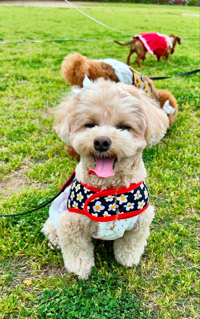 【NORA DOG】予約販売 Wear Harness Daisy デイジー柄 ウェアハーネス (ブラックorオレンジ)P-1008