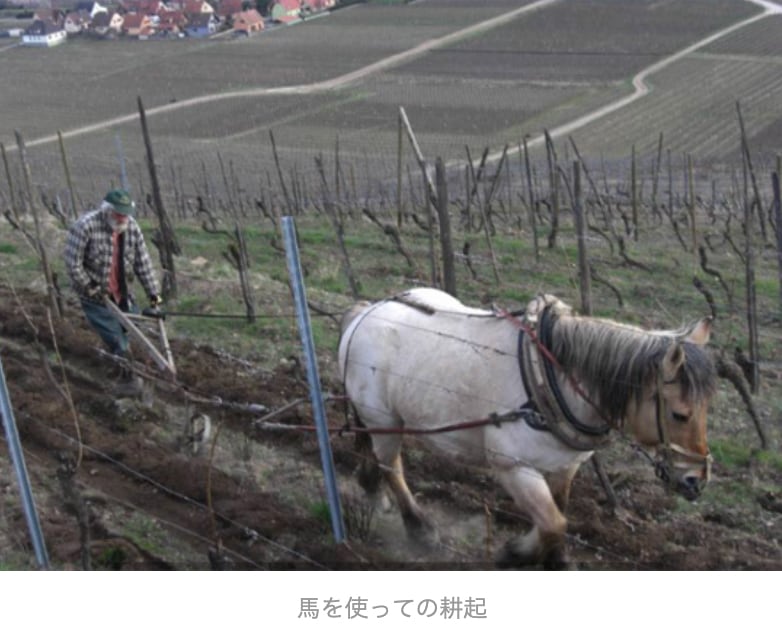 【ドメーヌ・アルベール・マン】 アルザス ピノ・ブラン / オーセロワ 2020