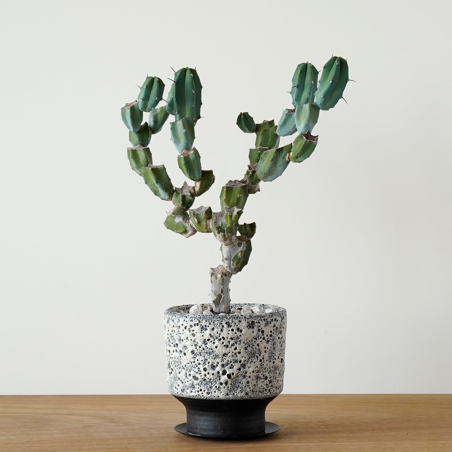 AYANAS（アヤナス）｜観葉植物のセレクトショップ・通販