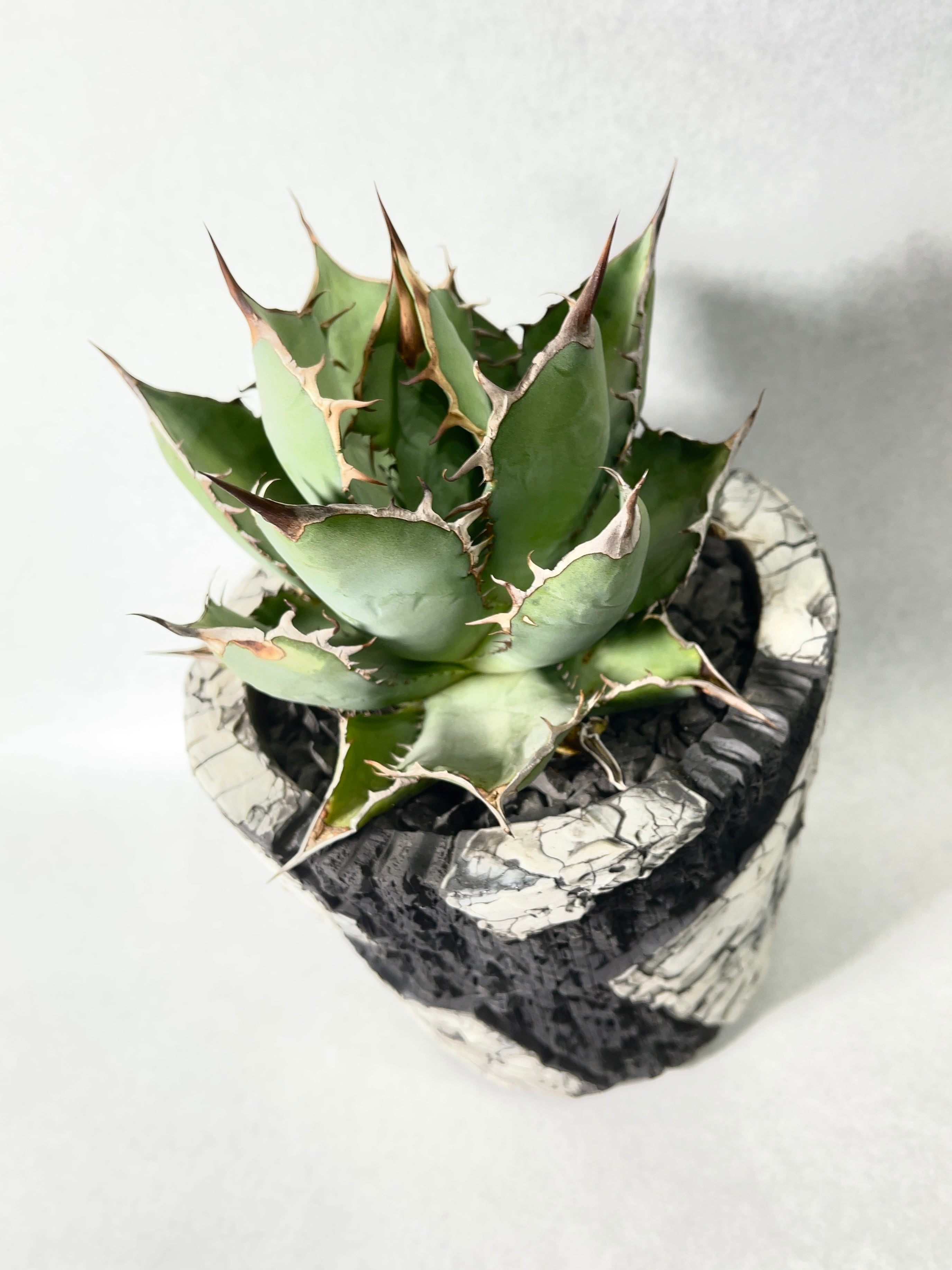 ちぱ☆ アガベ モンタナ 選抜株 約28cm 強棘 ちぱ☆様専用 アガベ