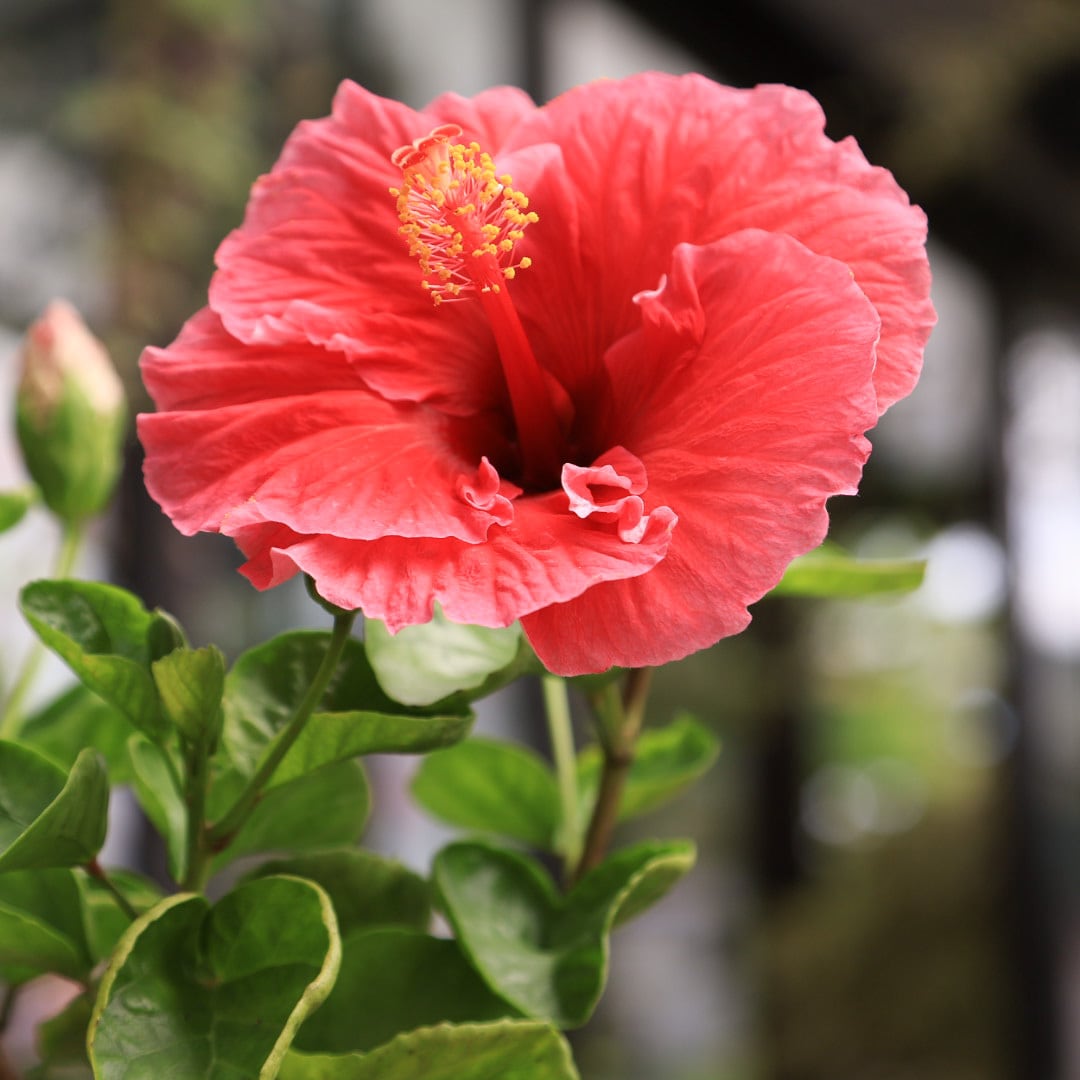 ハイビスカス(大輪)クイーンスター 夏の花 仏桑花(ブッソウゲ)5号