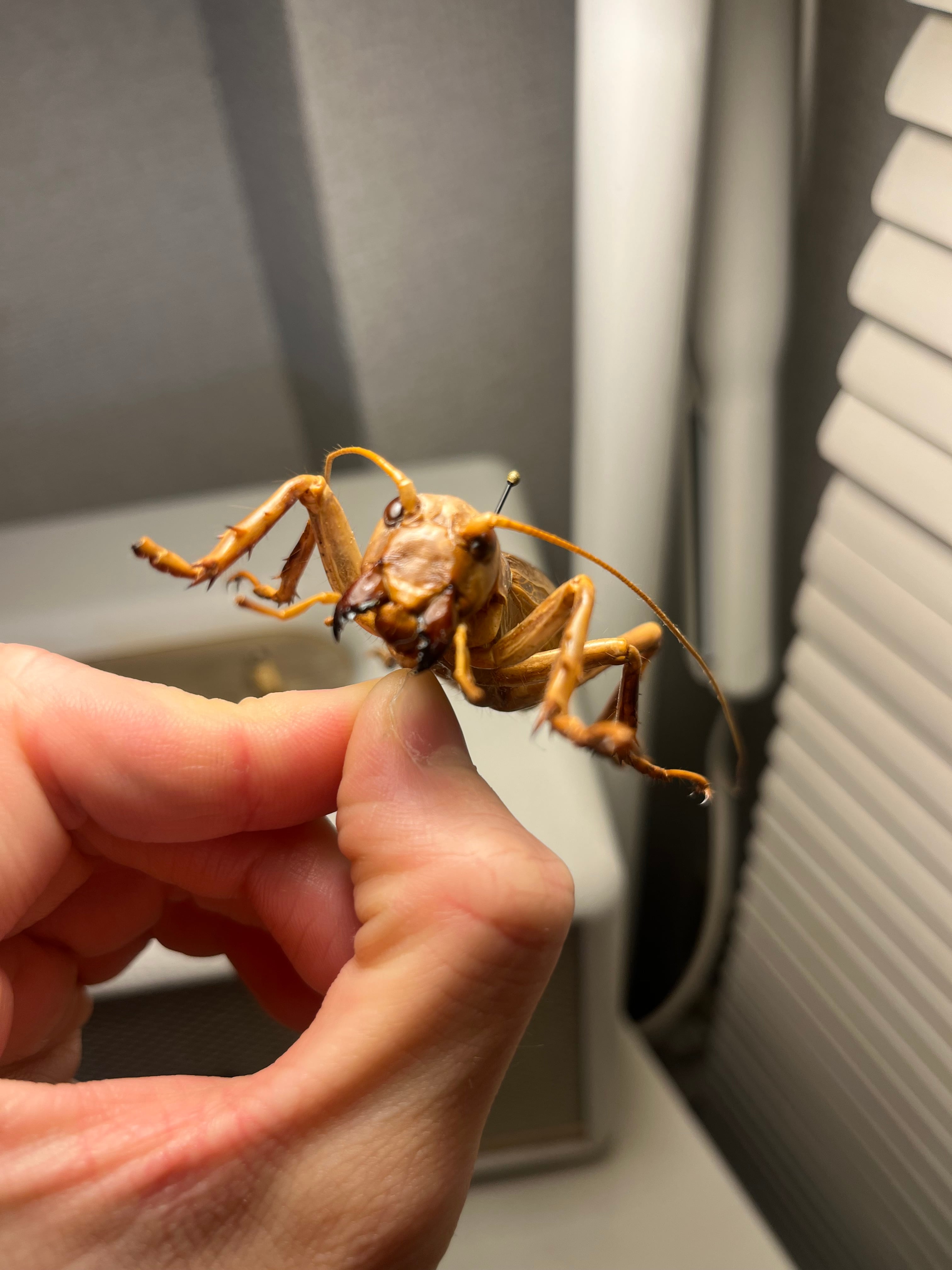 大人気種】リオック Sia ferox コロギス 昆虫標本デュビアタランチュラ