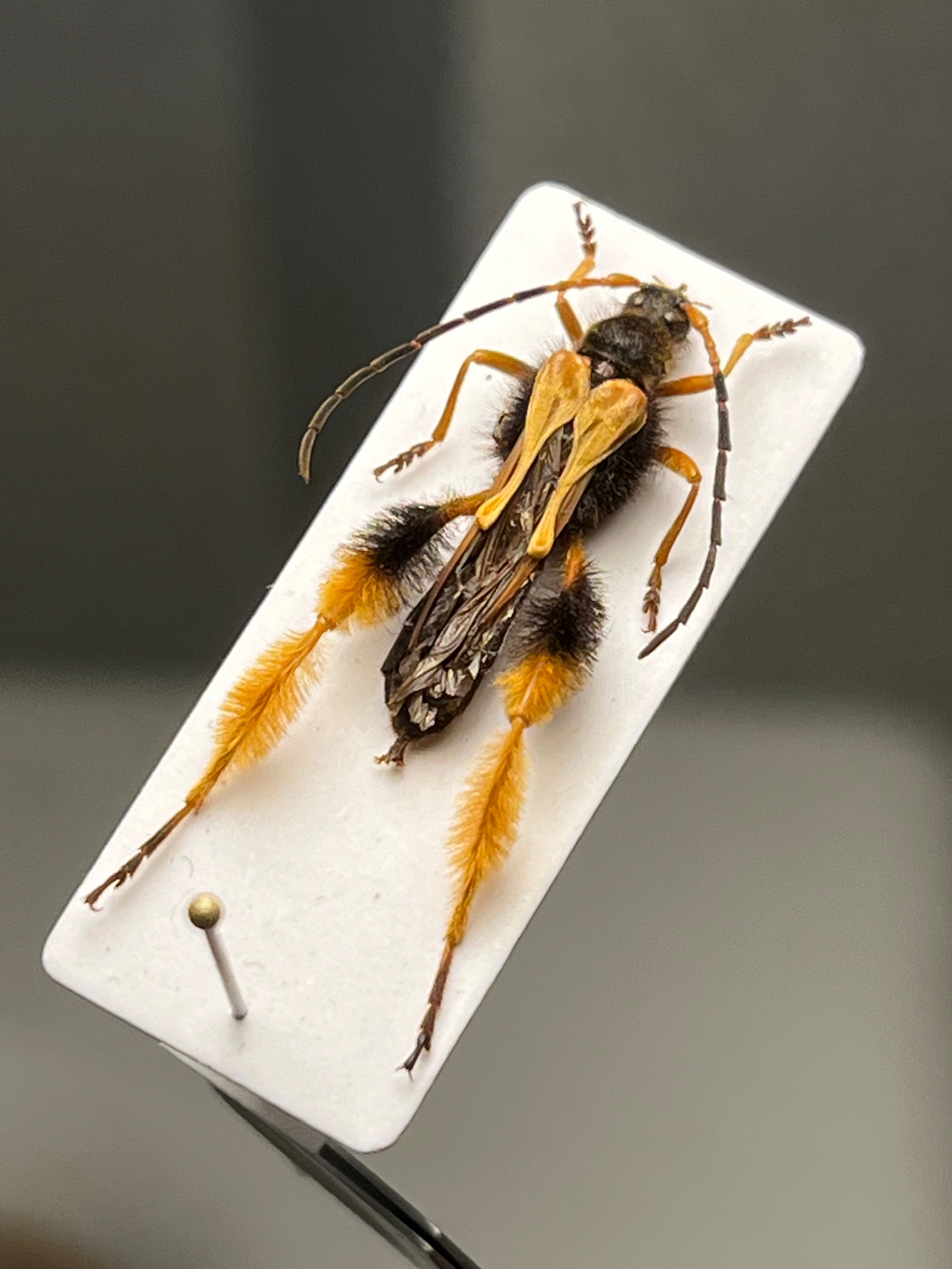 天牛 | オモニキチュウ