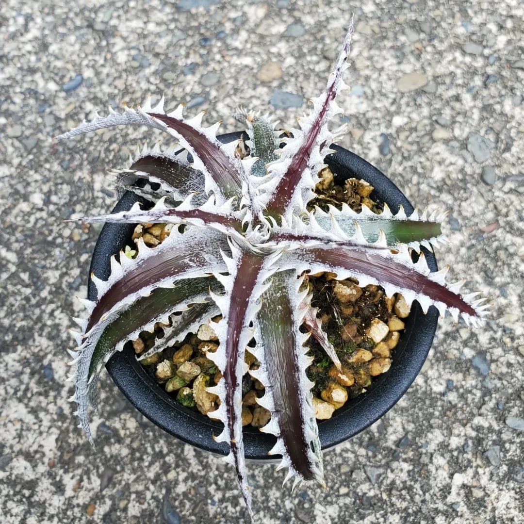 Otto氏ハイブリッド | レアプランツ通販サイトPlants Maniax（プランツ