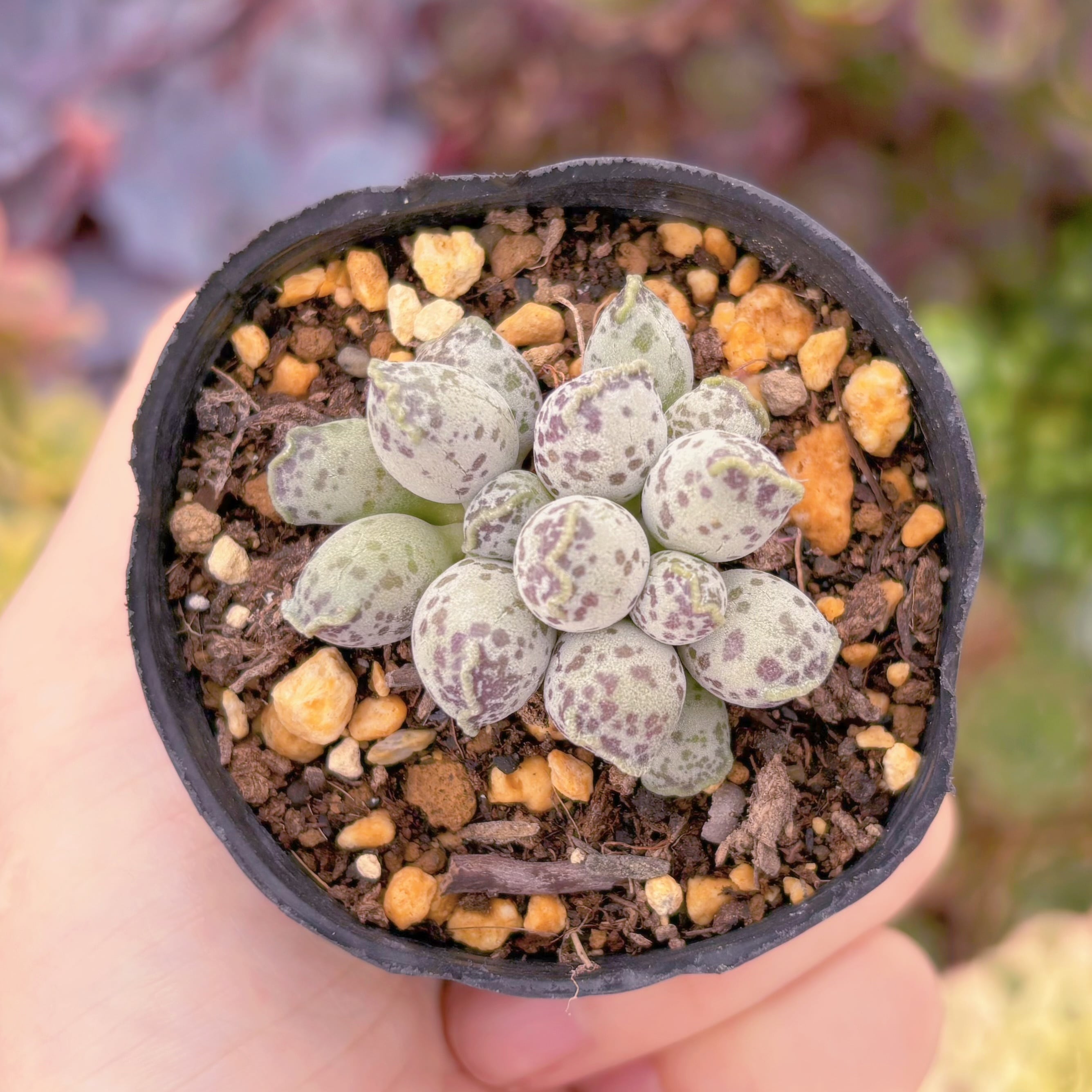 現物　アザラシ#B52　るる農園