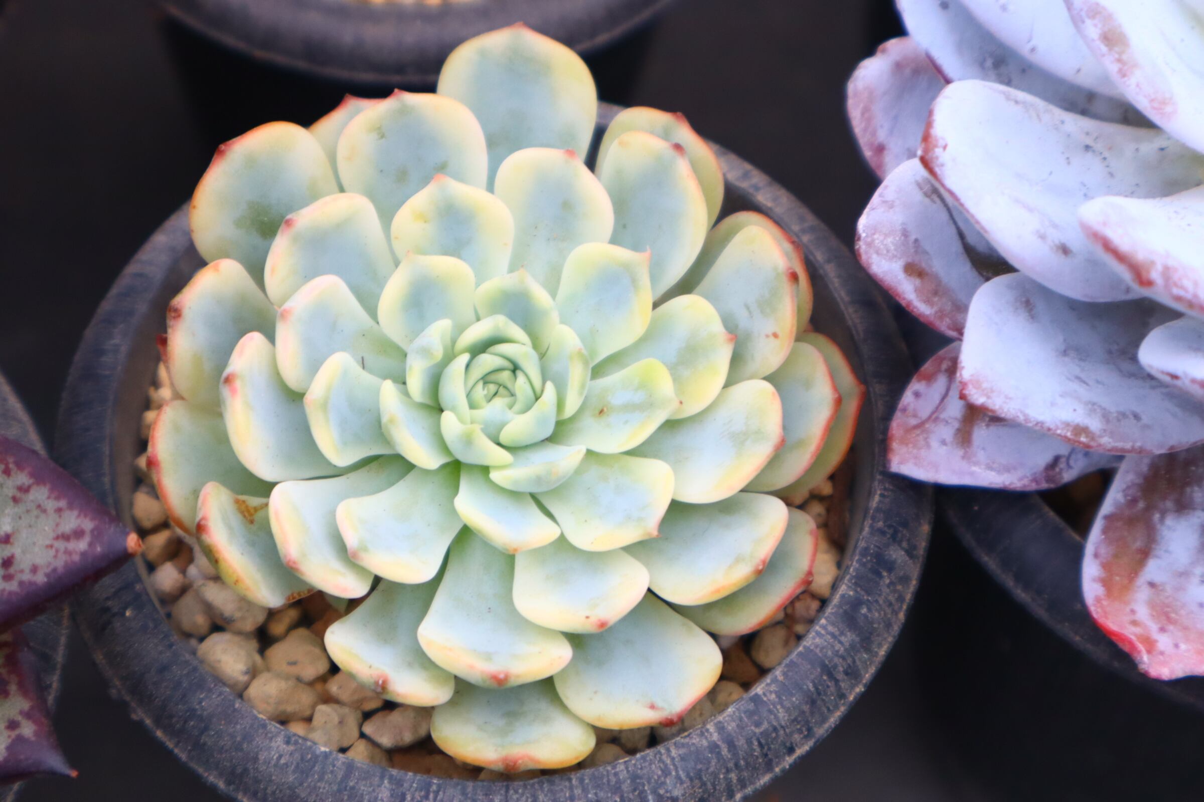 アエオニウム・アリス斑入り（大） 予約用 アエオニウム・テスラ斑入り群生 | 二代目大和高原の多肉屋