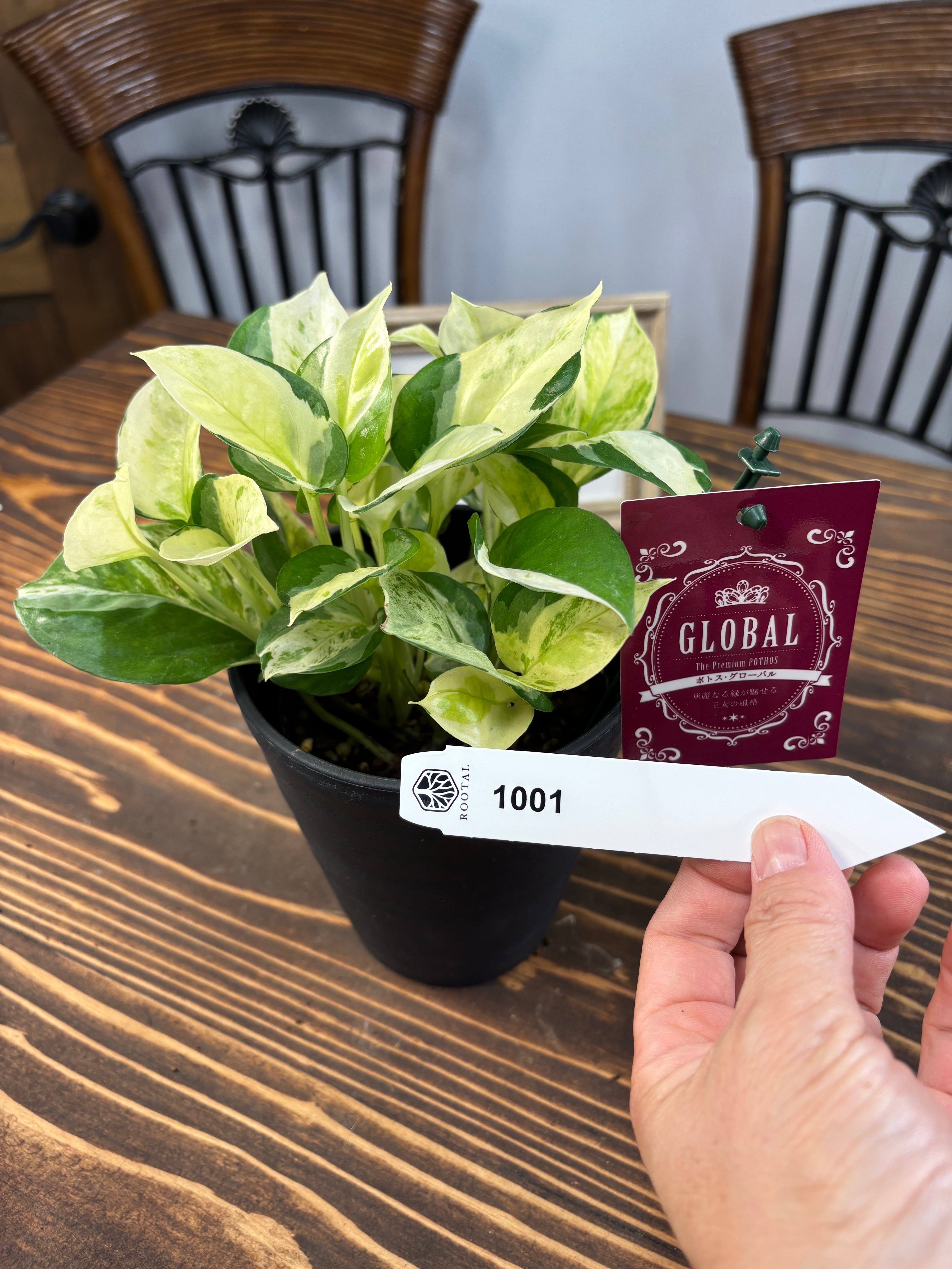 ★★1001【極上の美しさ】加藤農園 グローバル 4号鉢