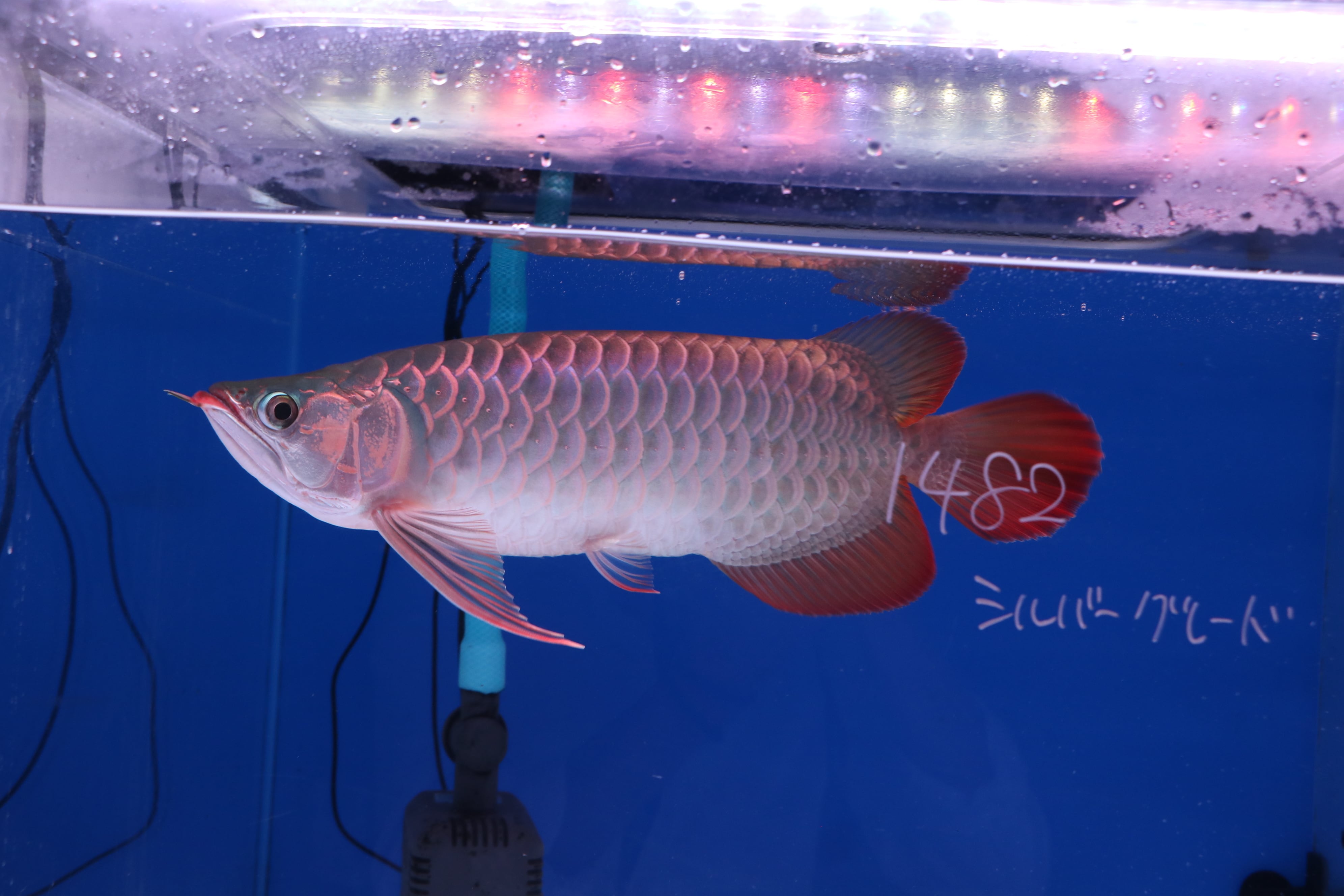 アロワナ(紅龍) | アロワナ等の大型魚・熱帯魚のオンライン販売店