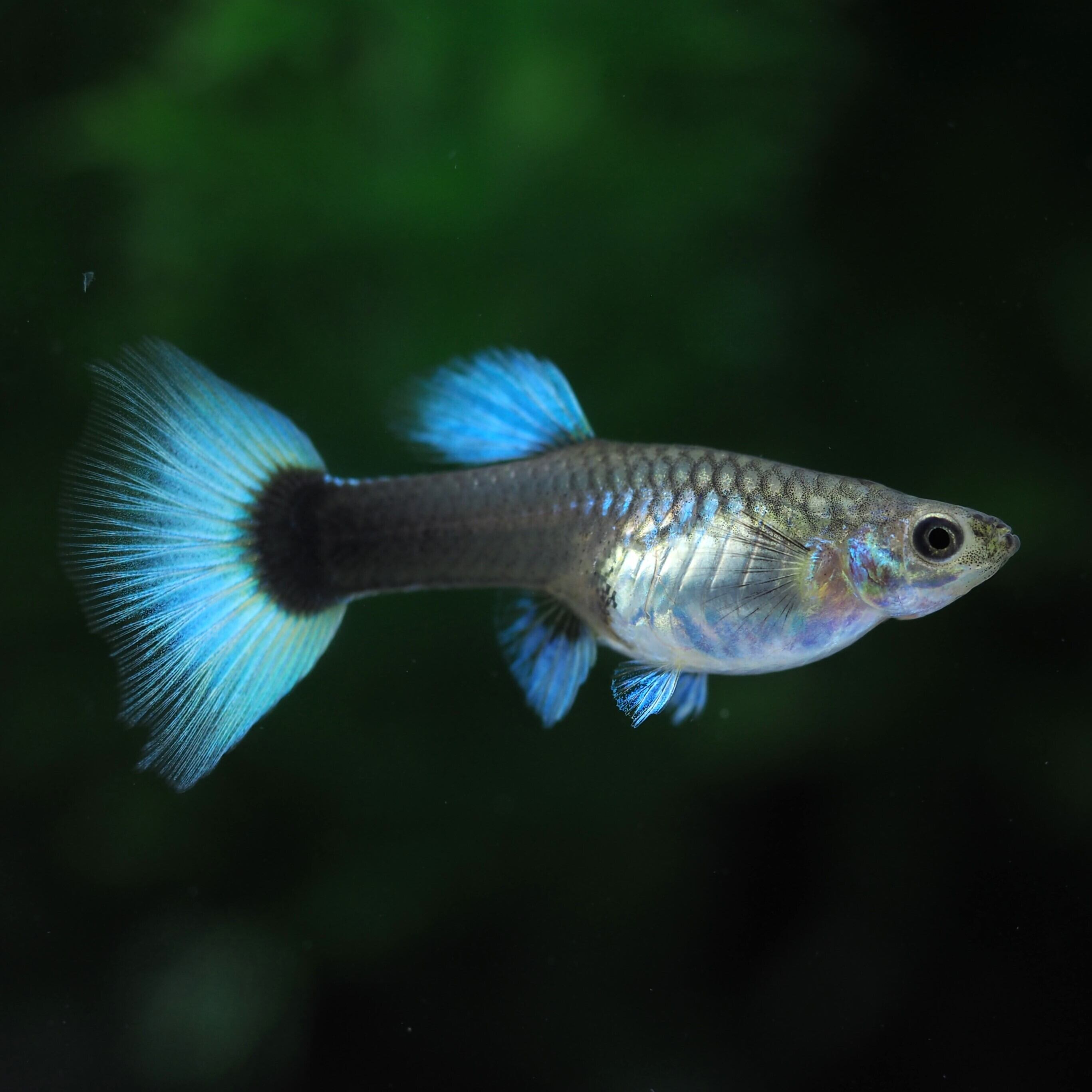 専用 メタルブルードラゴン2ペア、メタルシルバーブルーレーススワロー