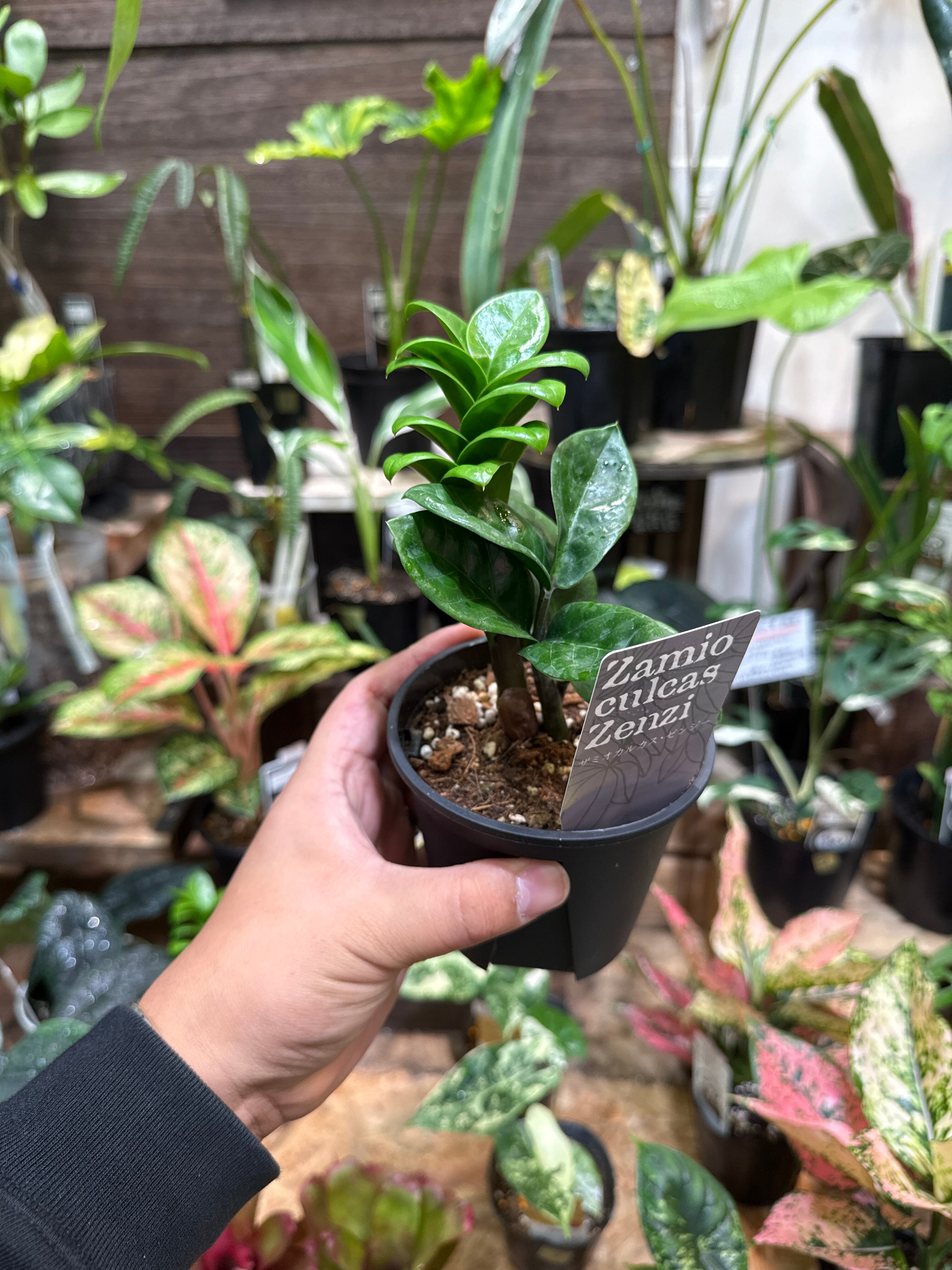 送料無料］6号 パキラ 