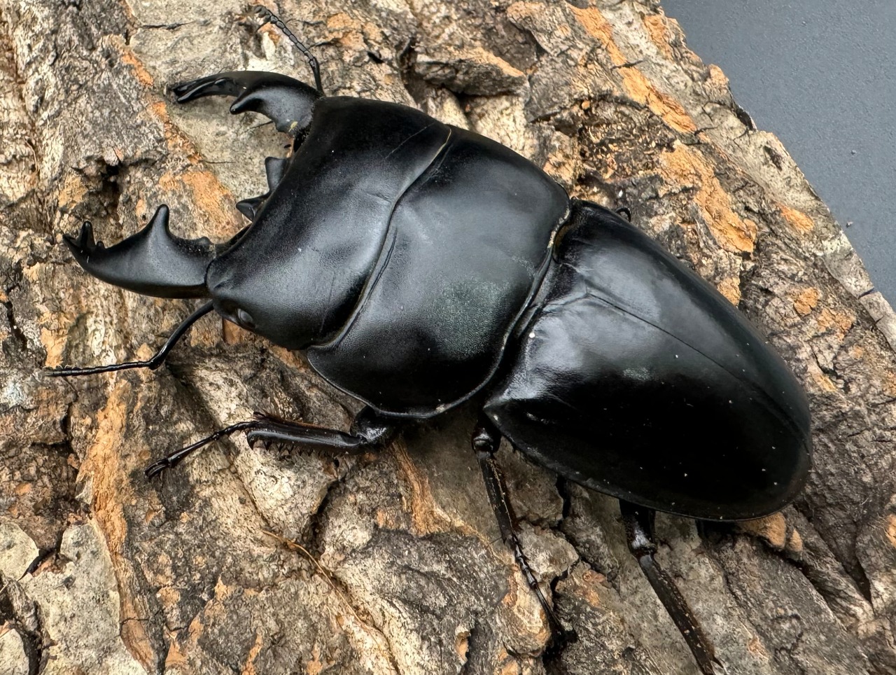 【WD】《アルキデスヒラタ ベンクール産 81mm ペア》