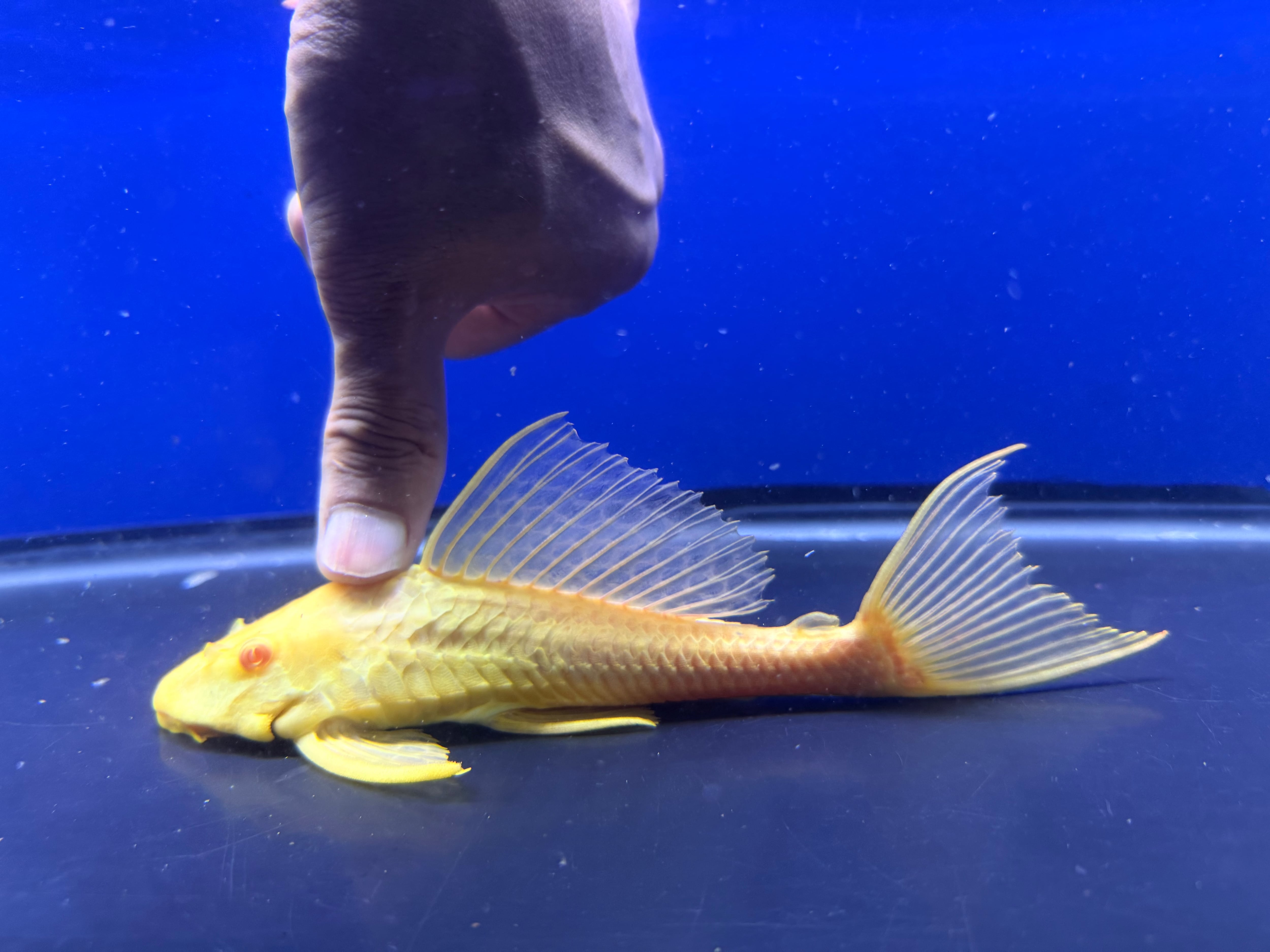 B14 アルビノセルフィンプレコ 24-26㎝ 写真は同ロット | アクア