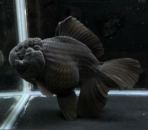 中国産ブラックローズ 当歳 極美漆黒 金魚　オランダローズテール ブラックオランダ No4