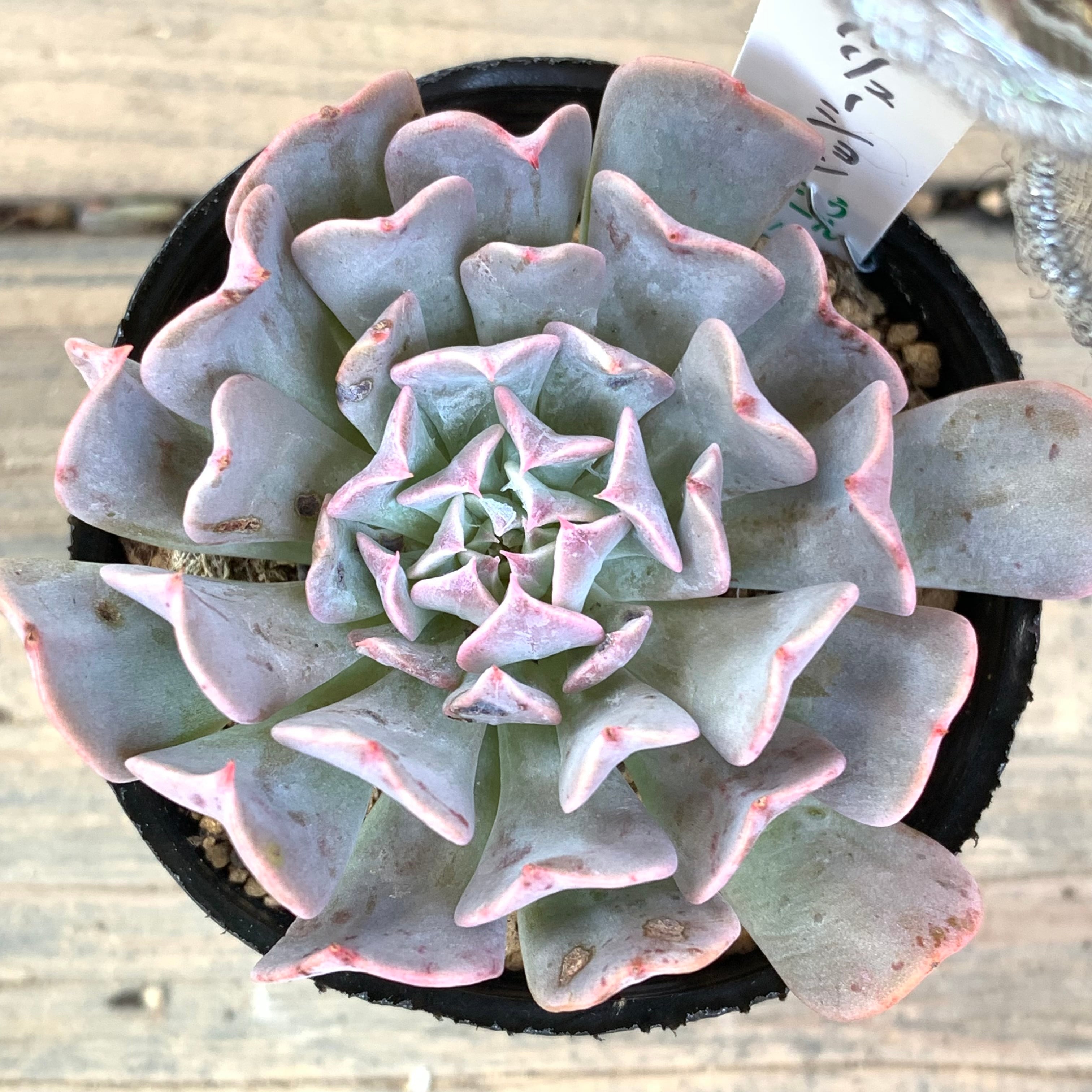 多肉。レボリューション、根付き。鉢直径6cm. 多肉植物寄せ植え直径12cm四角陶器鉢 | 栃木県大田原市 | ふるさと納税 フラワー・ガーデニング