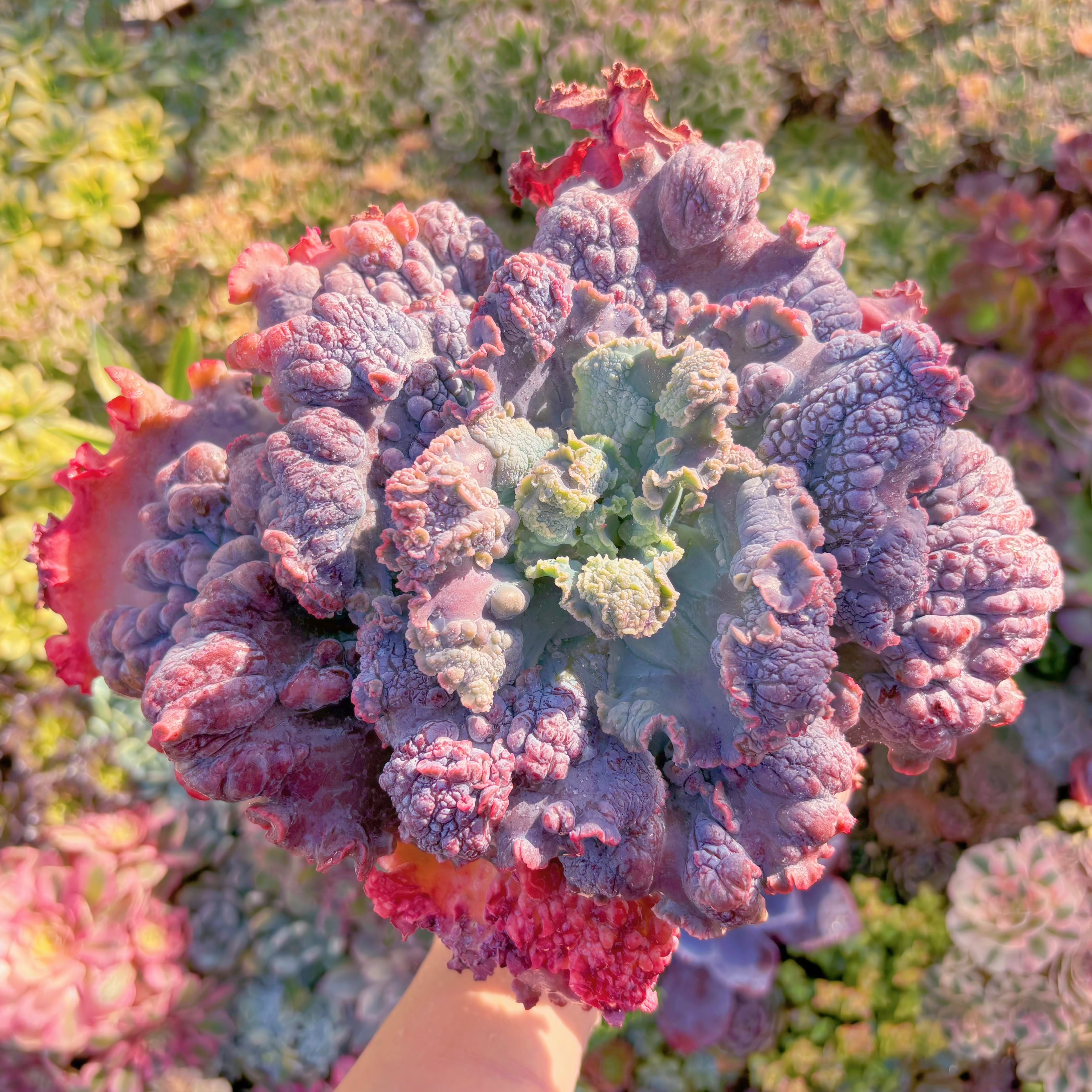 現品　cancanxBaron Bold#1128　特特特大苗　直径約28cm　新入荷　るる農園