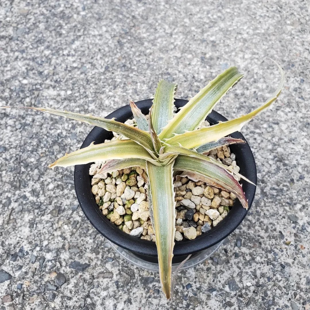 レアプランツ通販サイトPlants Maniax（プランツ・マニアックス）