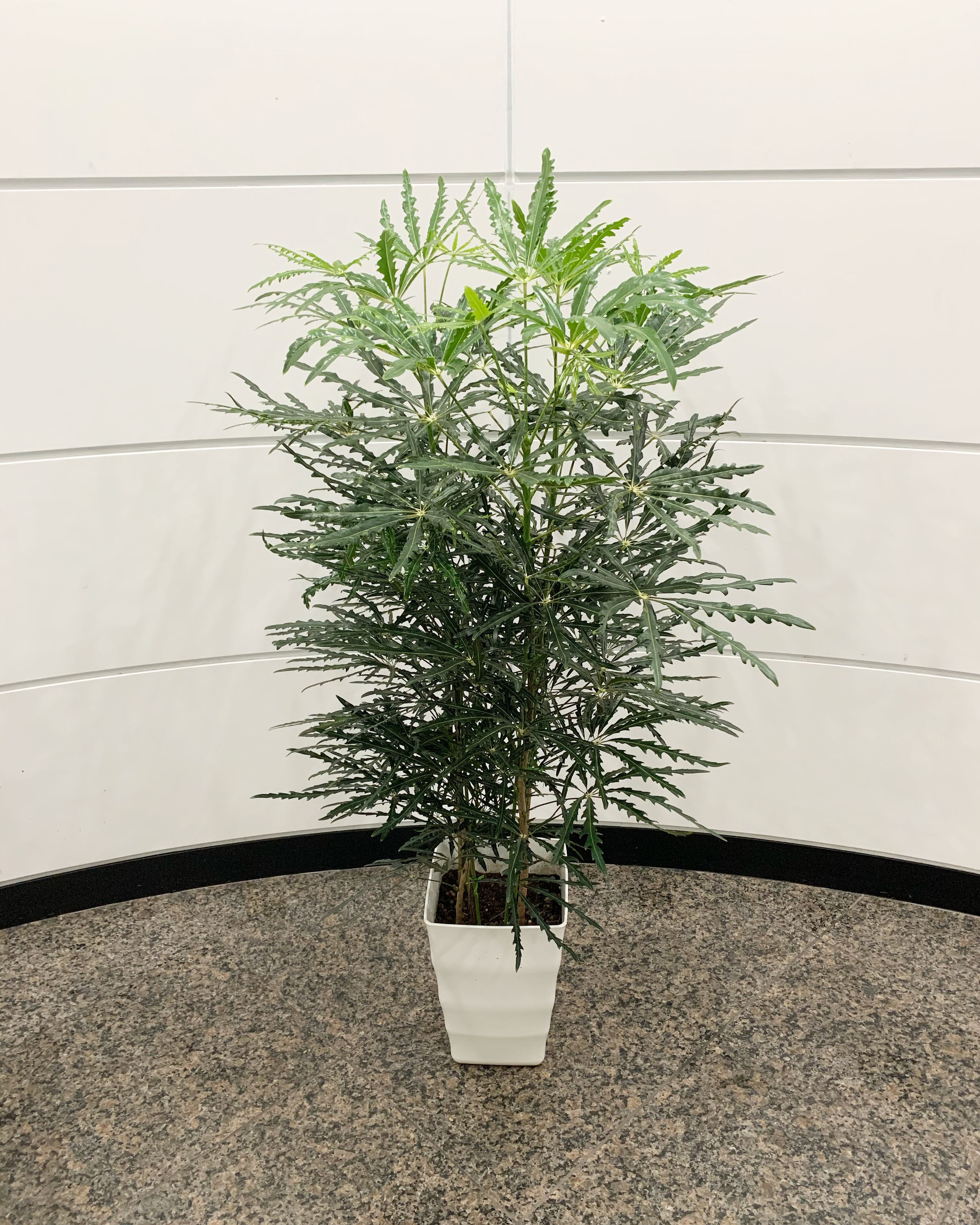 観葉植物】グリーンアラレア 8号 陶器 | 花屋のbiotopビオトープ