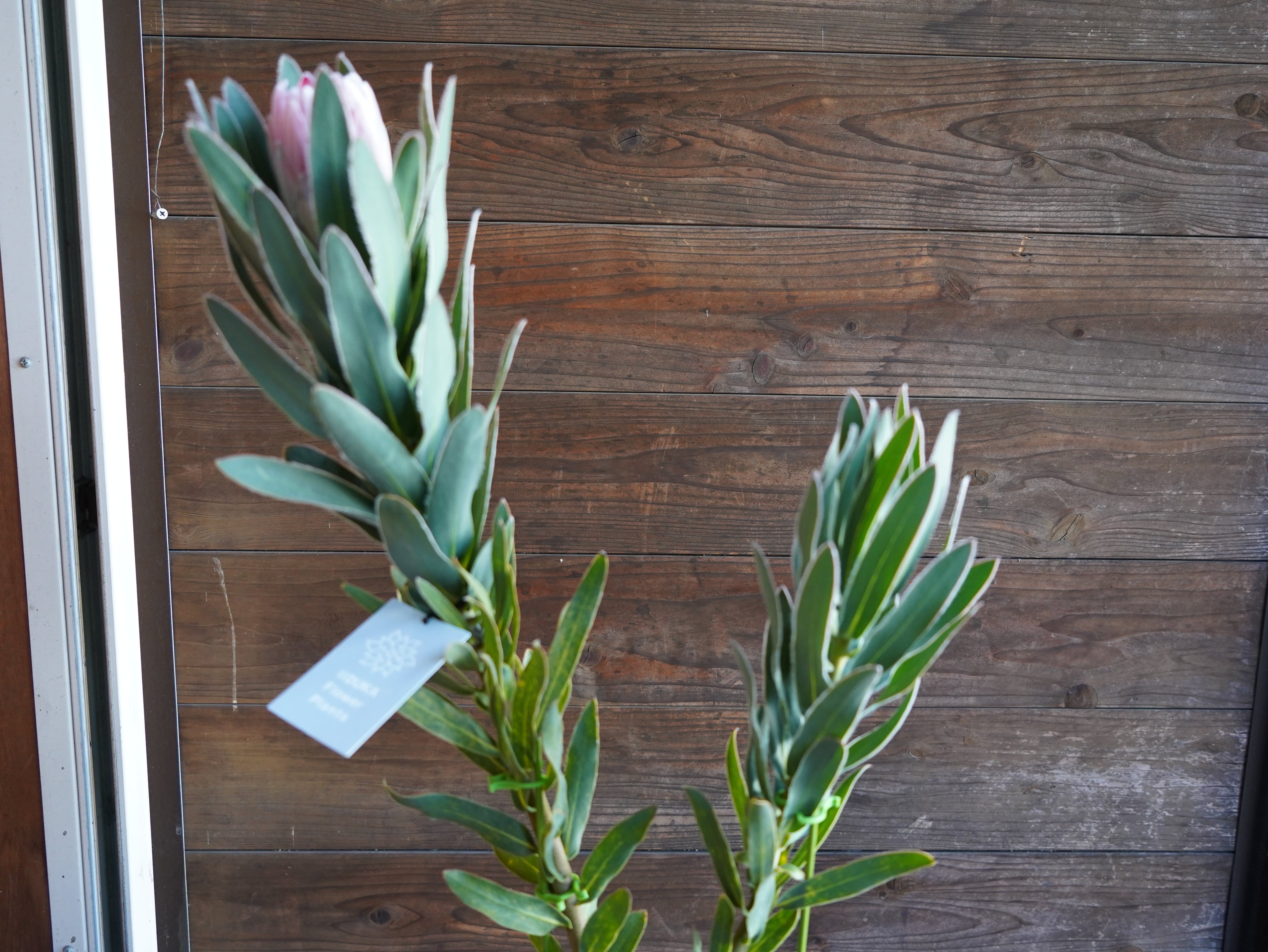 【現物】プロテア　"ピンクパール"